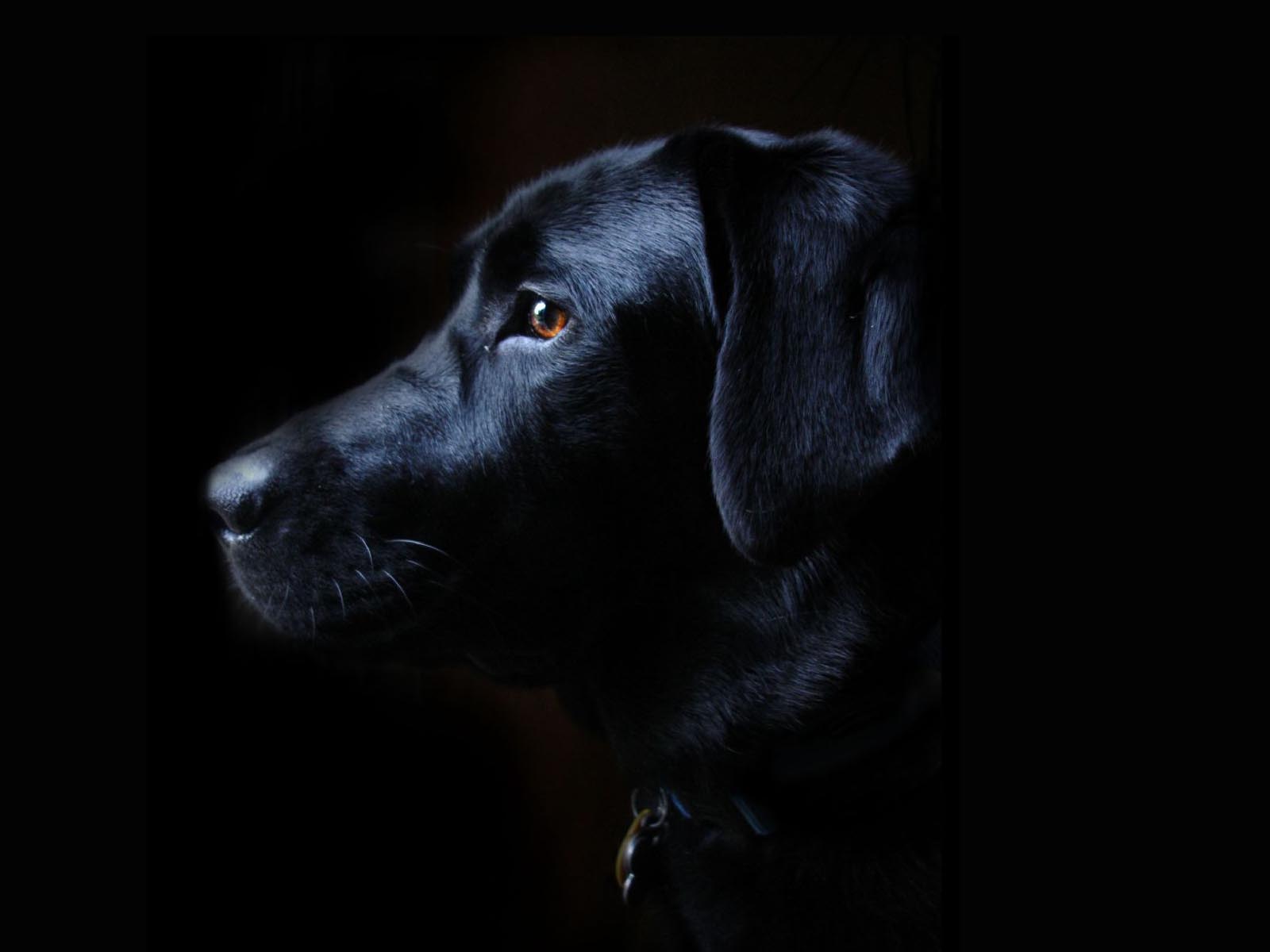 Black Lab Wallpapers