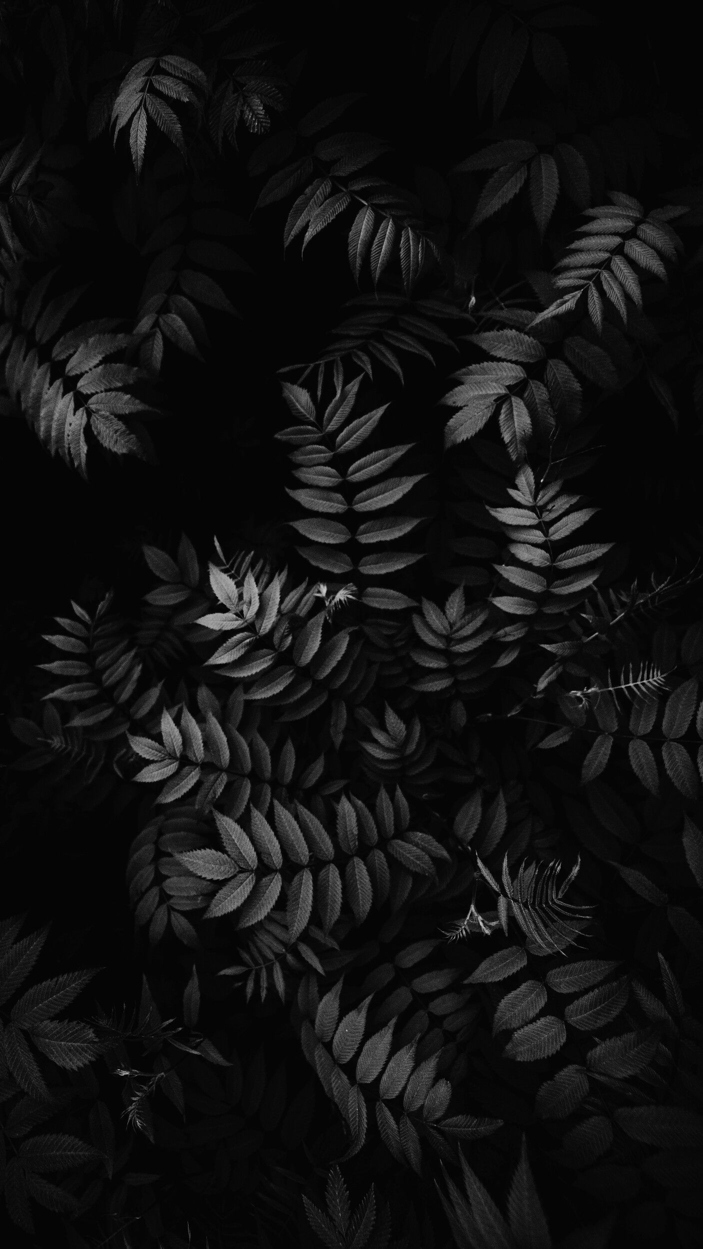 Black Leaves Wallpapers