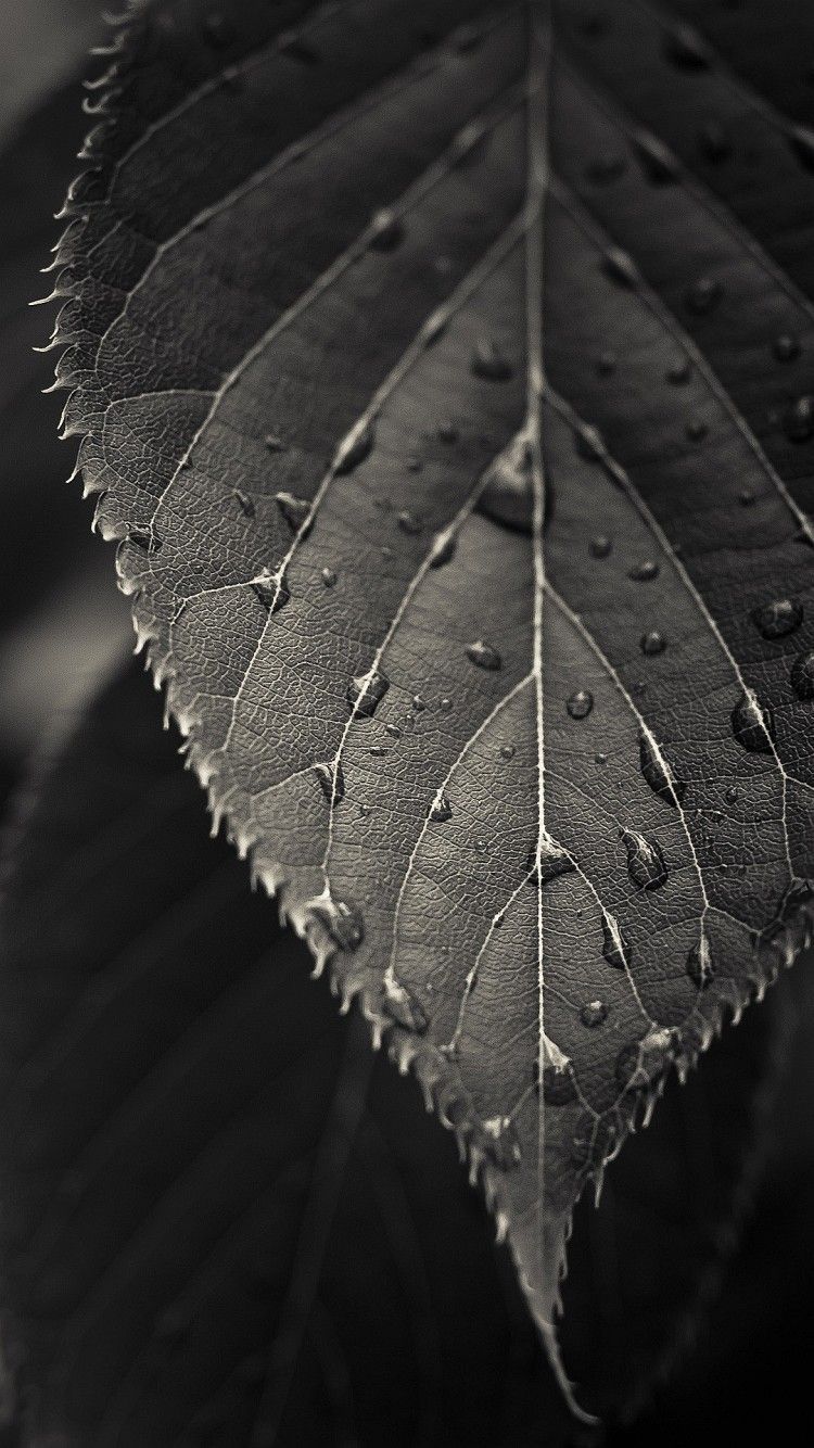 Black Leaves Wallpapers