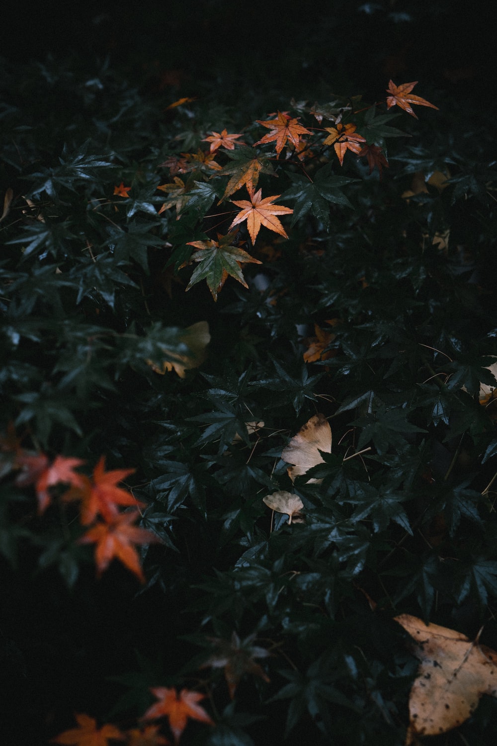 Black Leaves Wallpapers