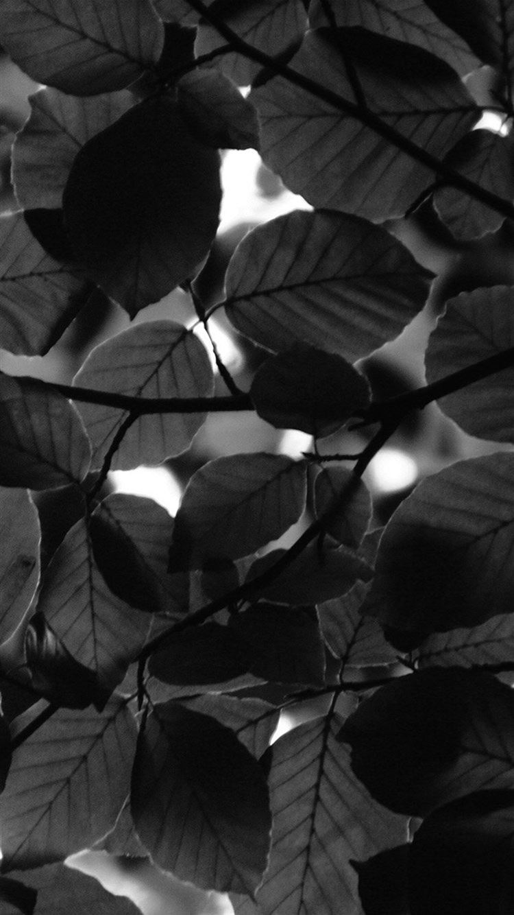 Black Leaves Wallpapers