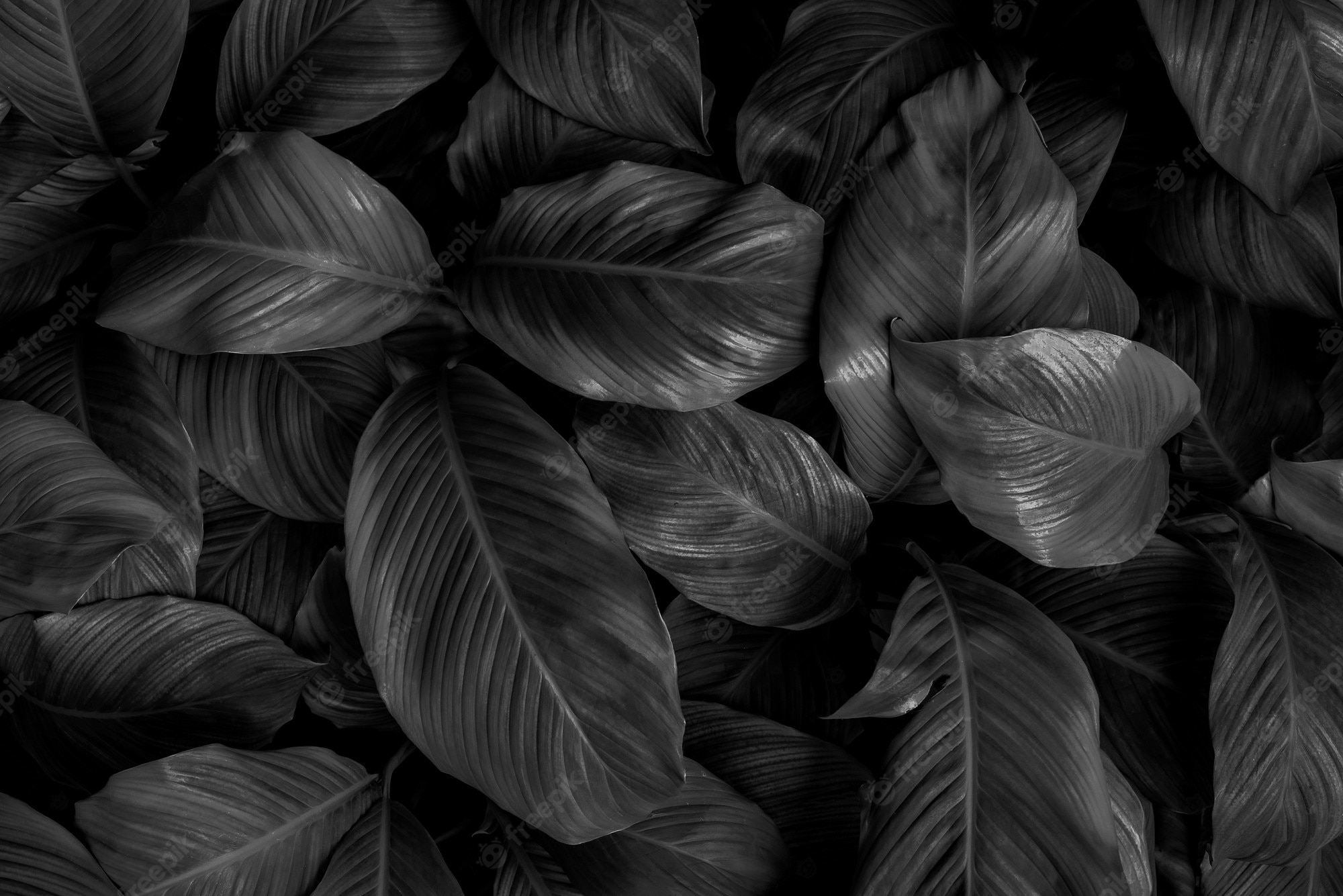 Black Leaves Wallpapers