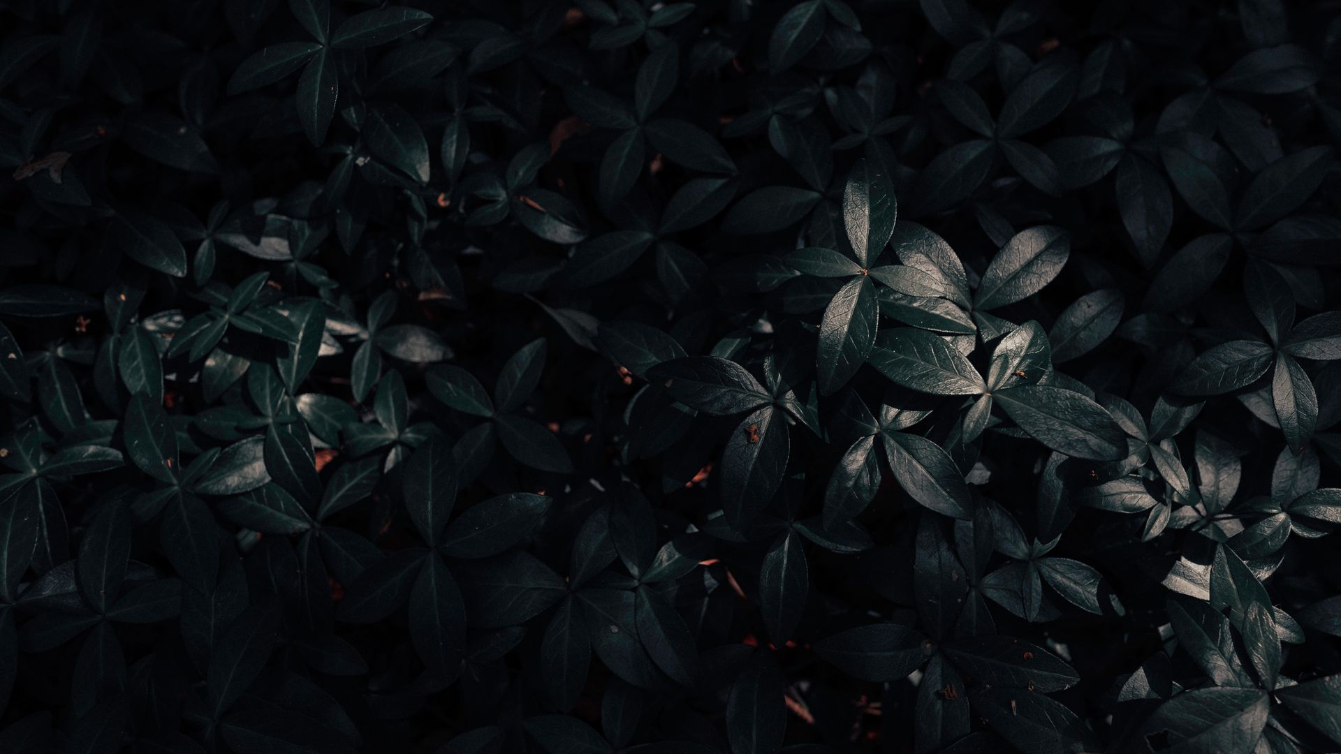 Black Leaves Wallpapers