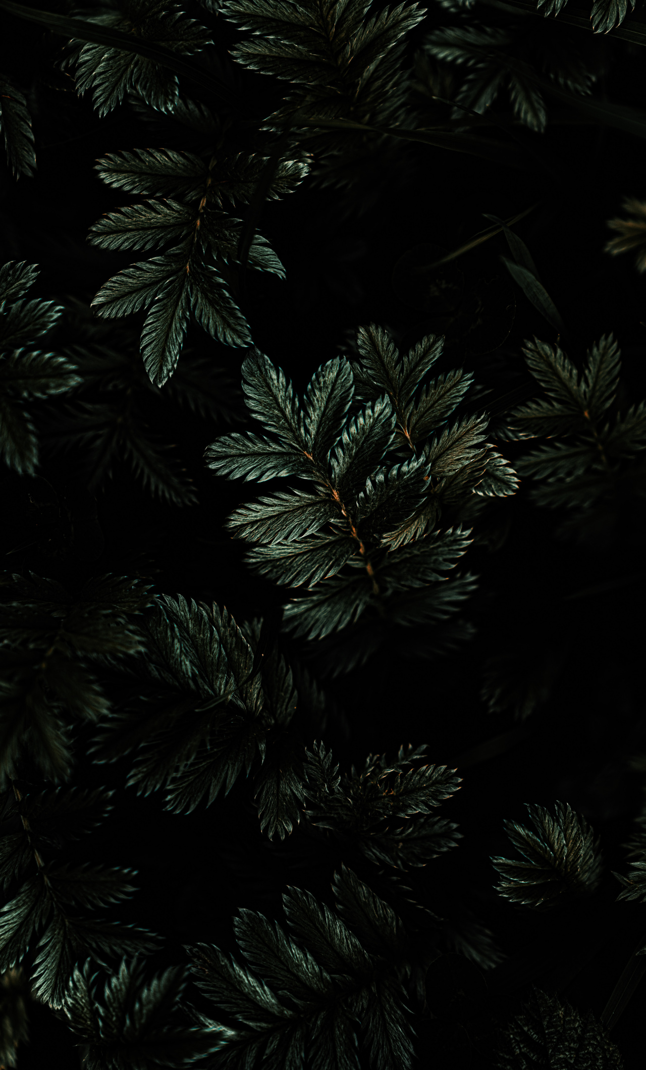 Black Leaves Wallpapers