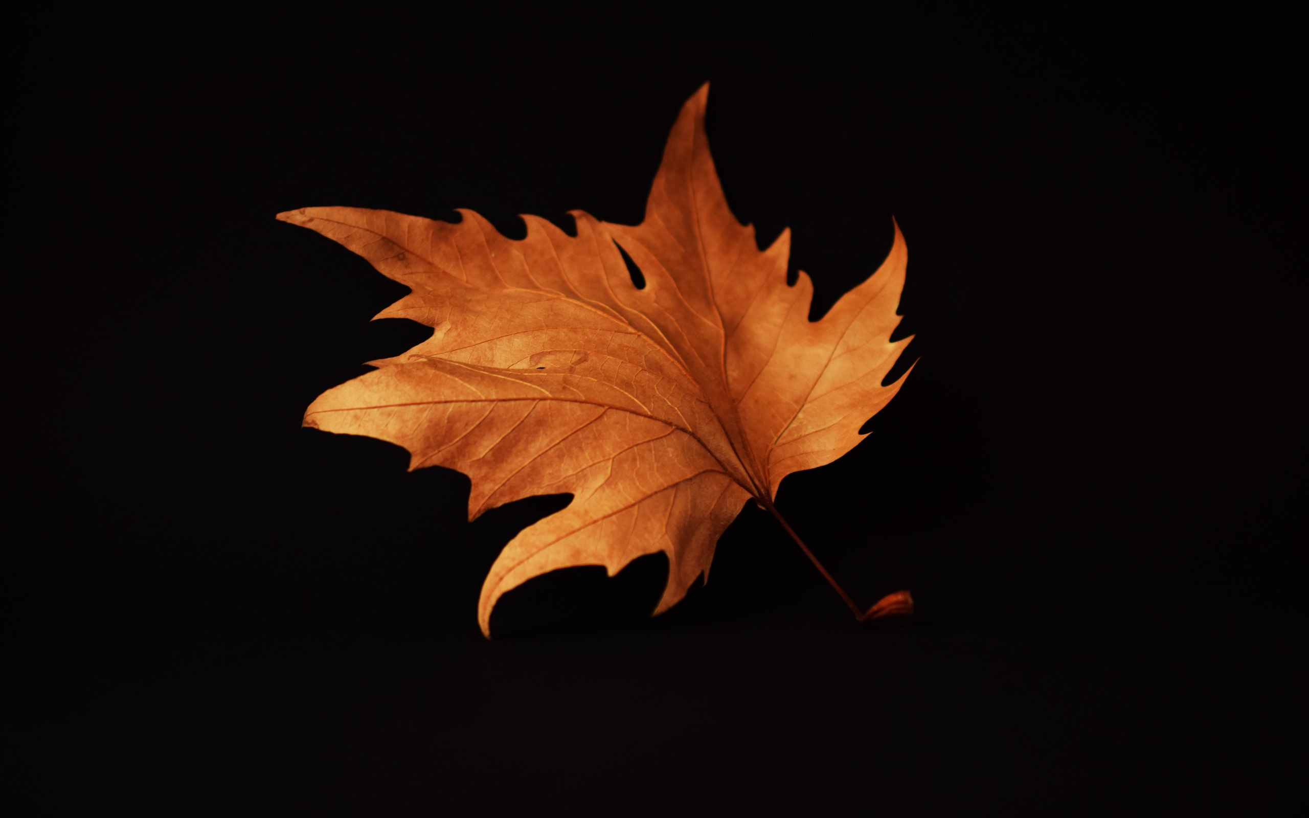 Black Leaves Wallpapers