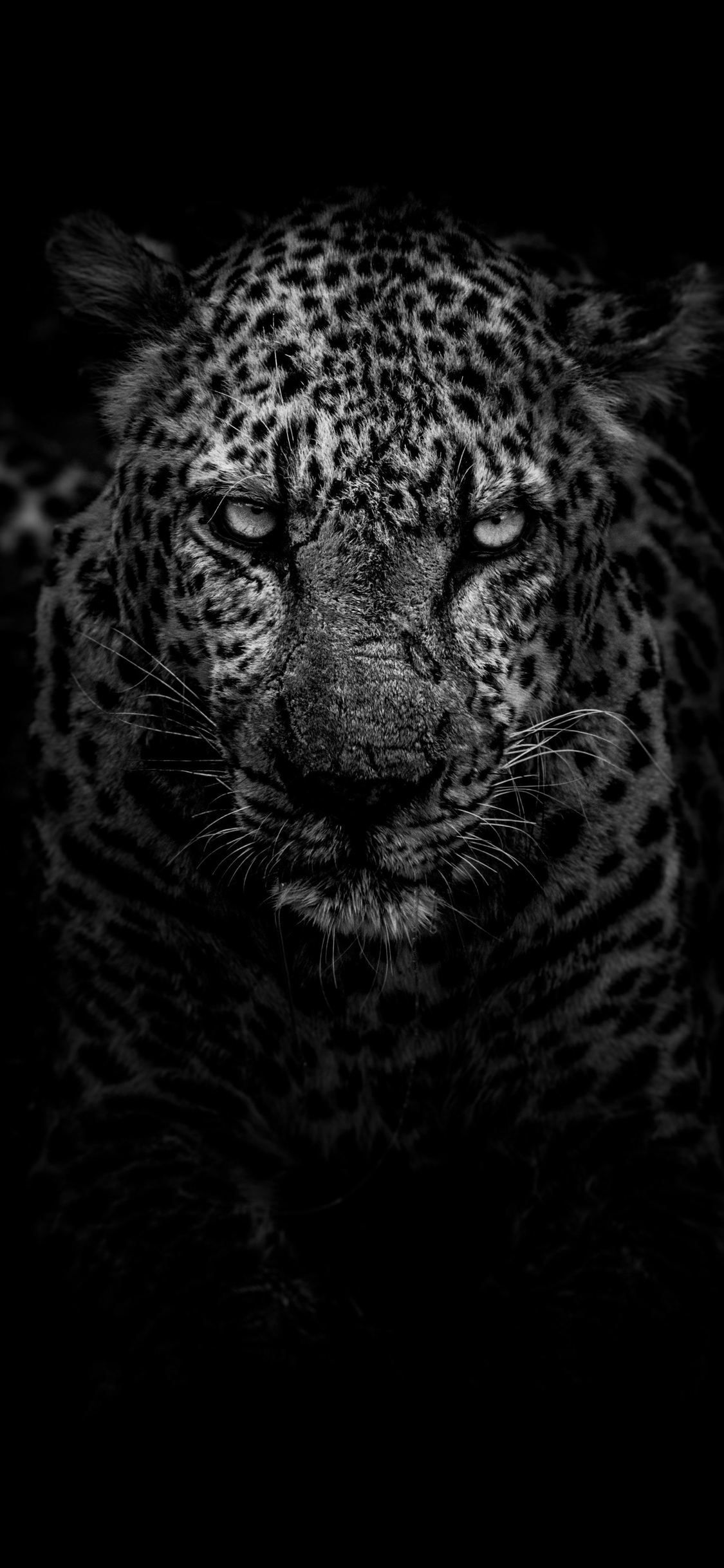 Black Leopard Iphone Wallpapers