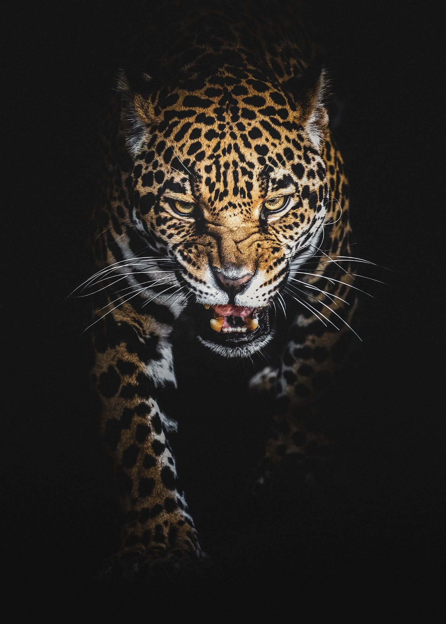 Black Leopard Iphone Wallpapers