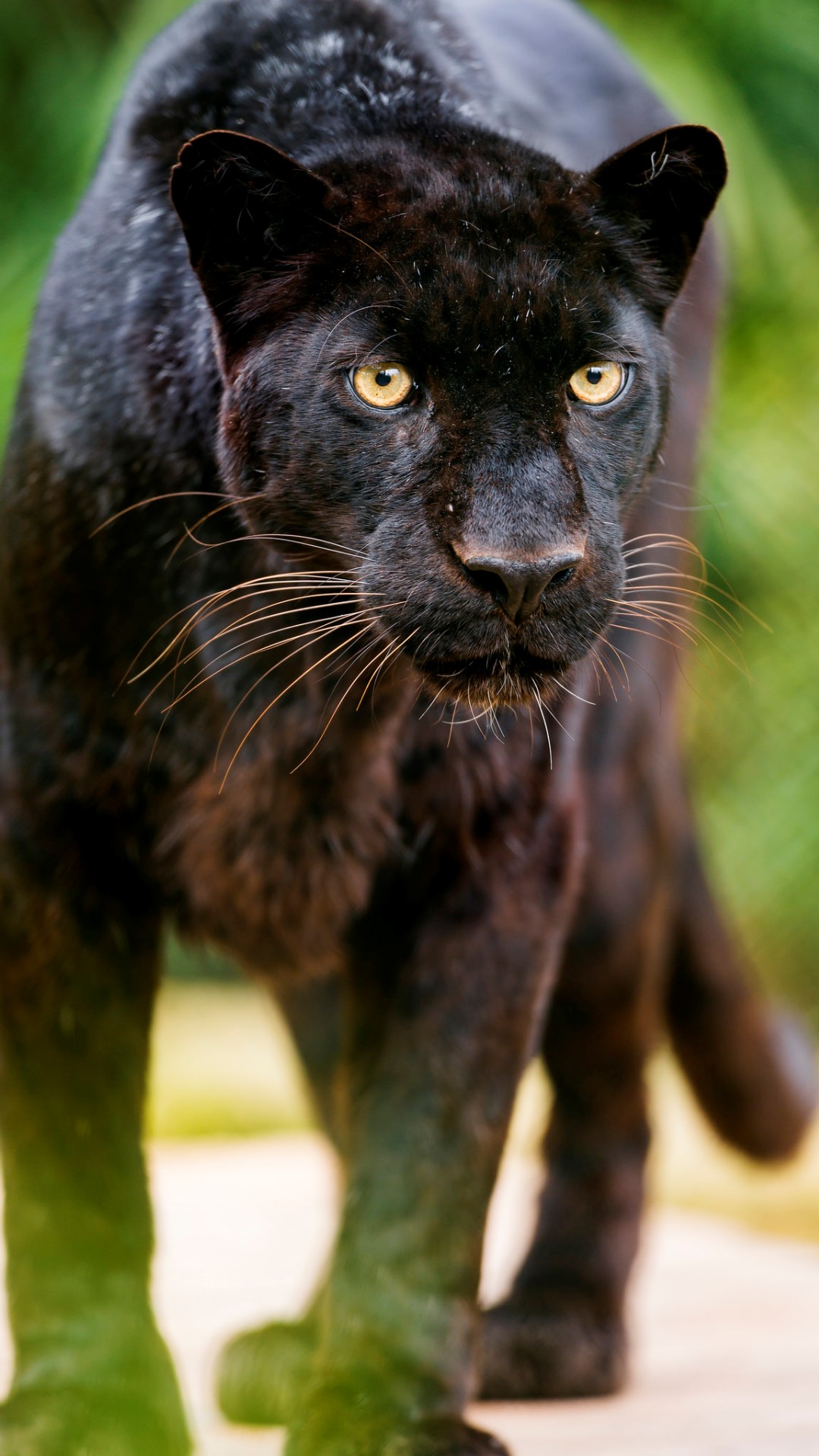 Black Leopard Iphone Wallpapers