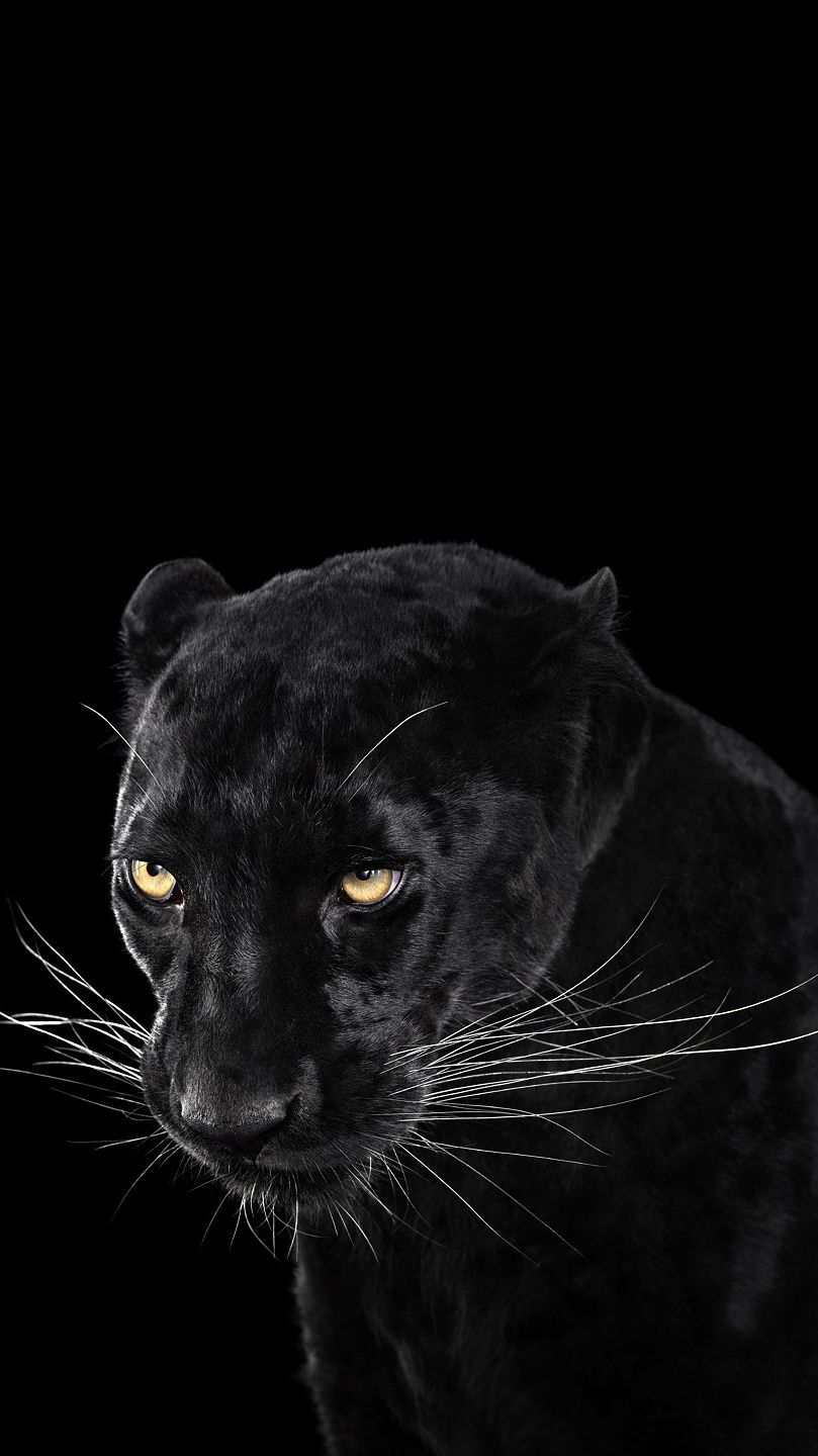 Black Leopard Iphone Wallpapers