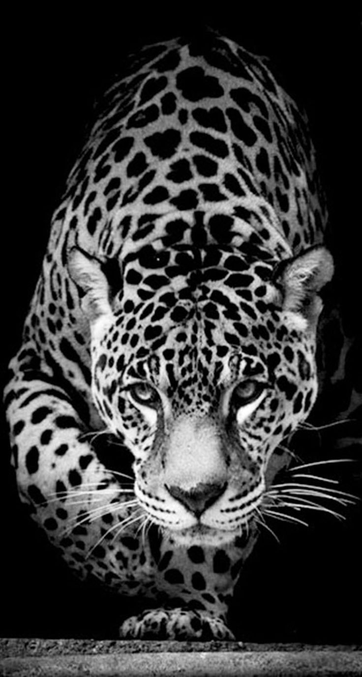 Black Leopard Iphone Wallpapers