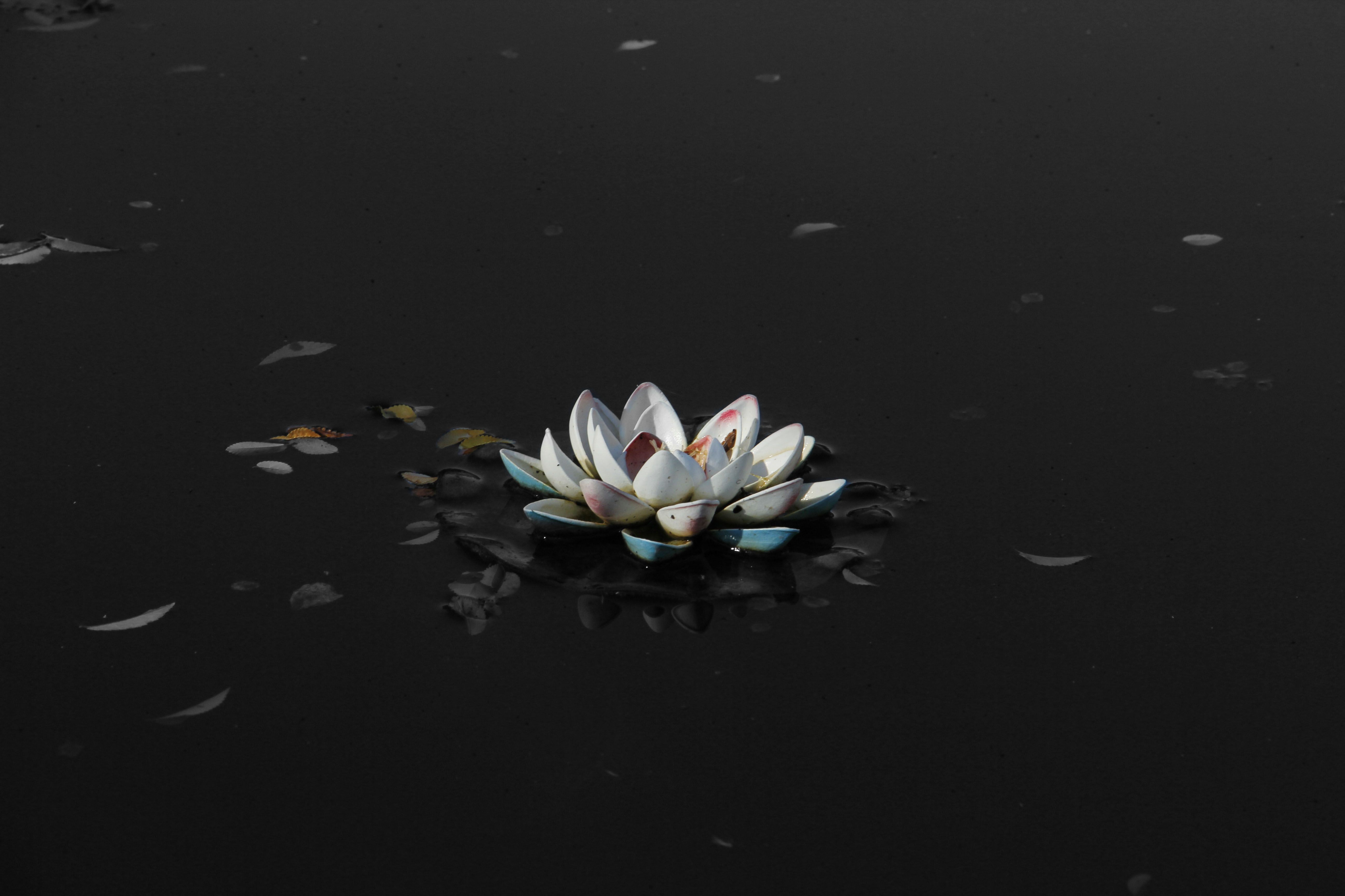 Black Lotus Wallpapers