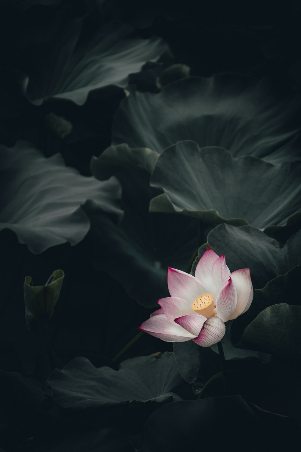 Black Lotus Wallpapers