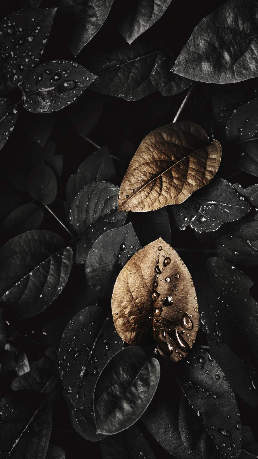 Black Nature Wallpapers