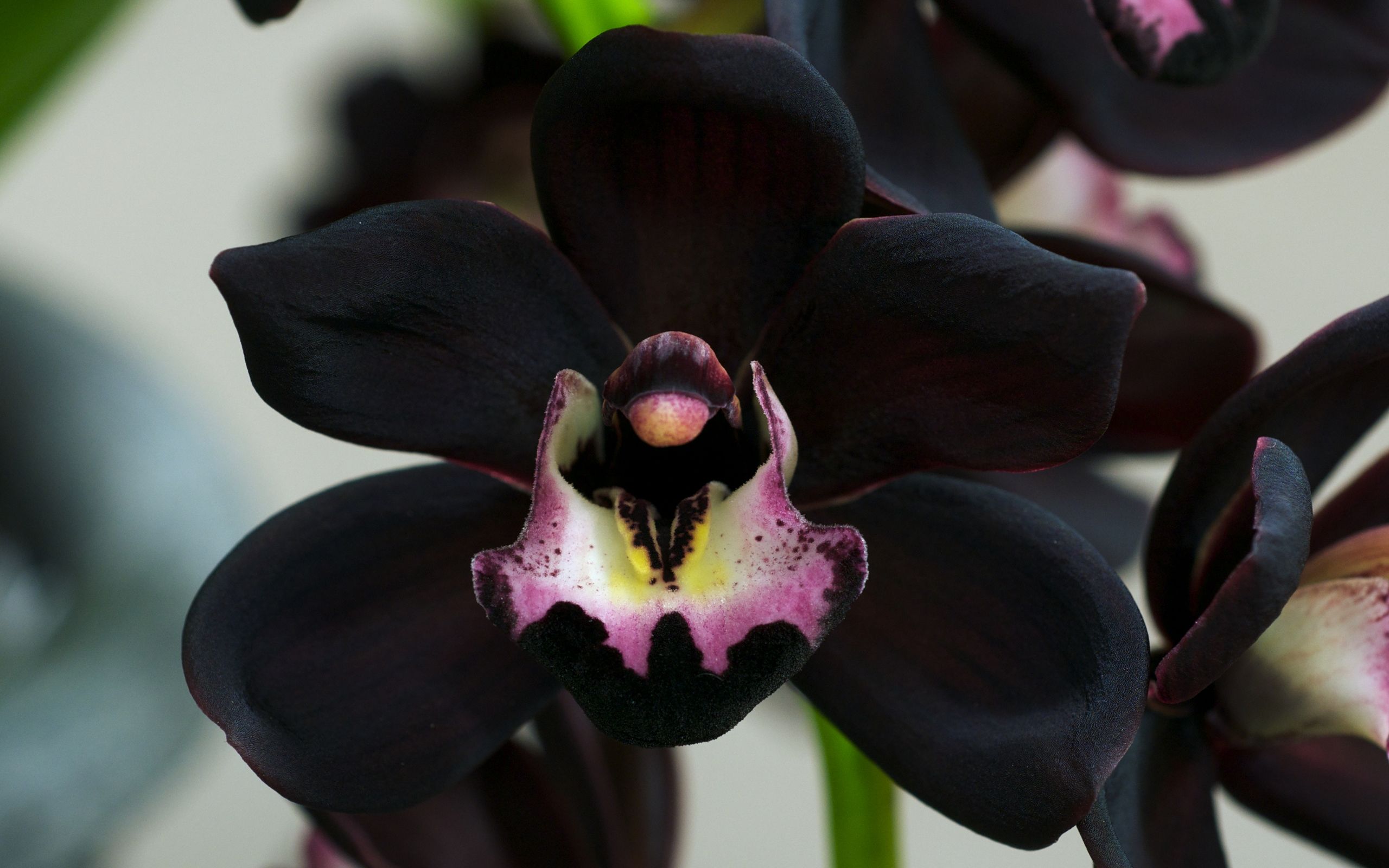 Black Orchid Wallpapers