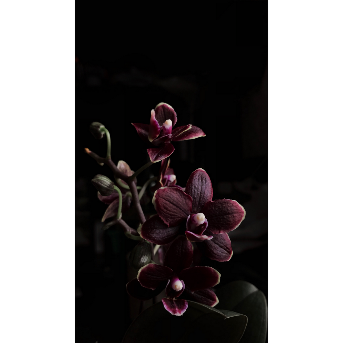 Black Orchid Wallpapers