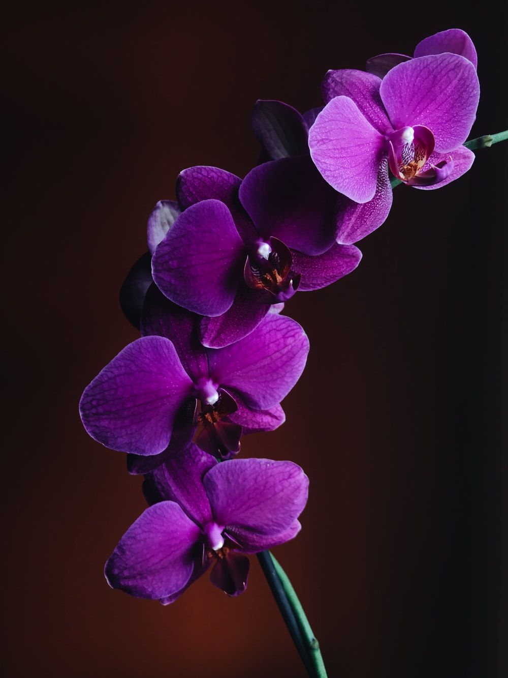 Black Orchid Wallpapers