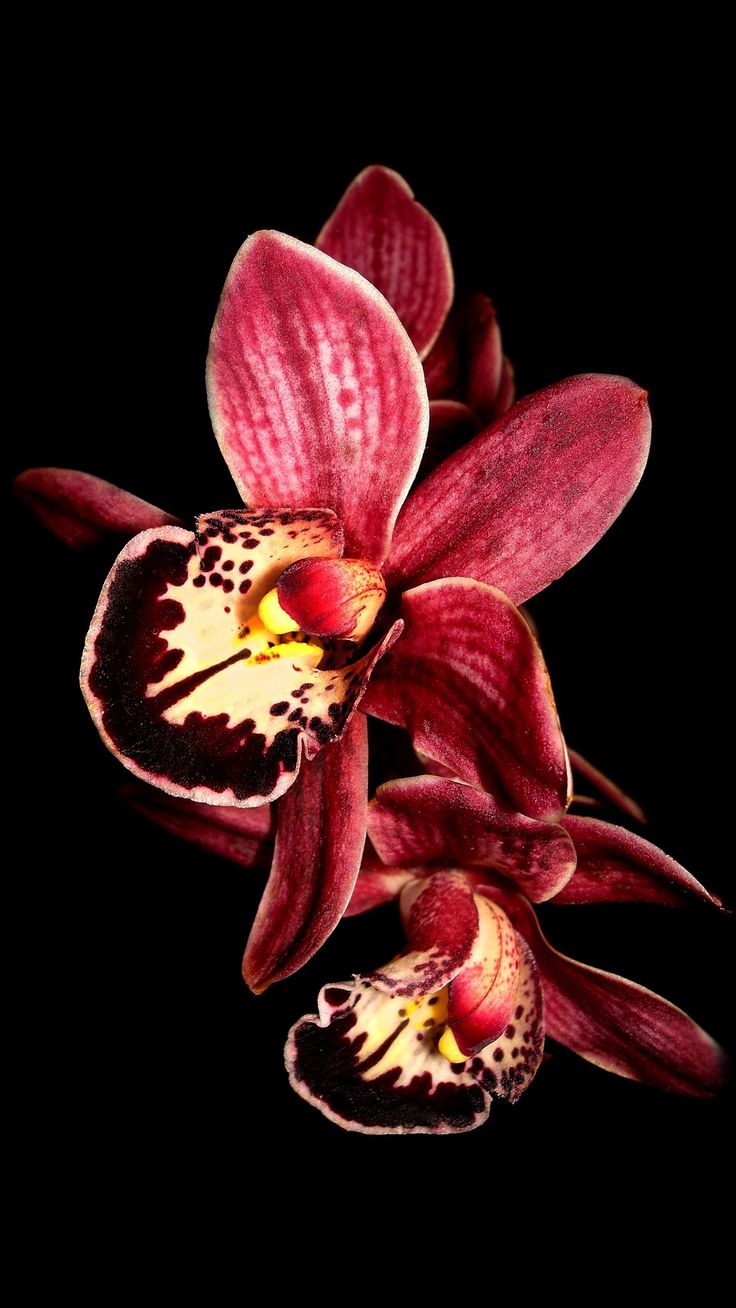 Black Orchid Wallpapers