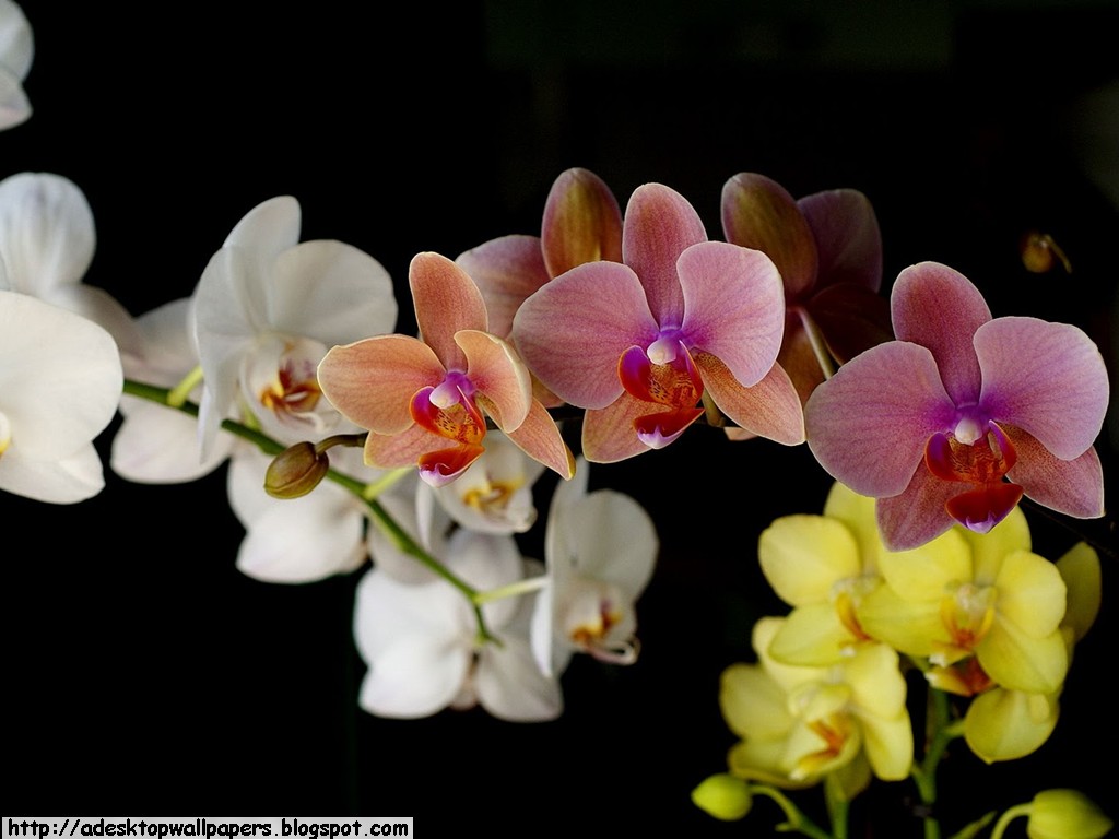 Black Orchid Wallpapers