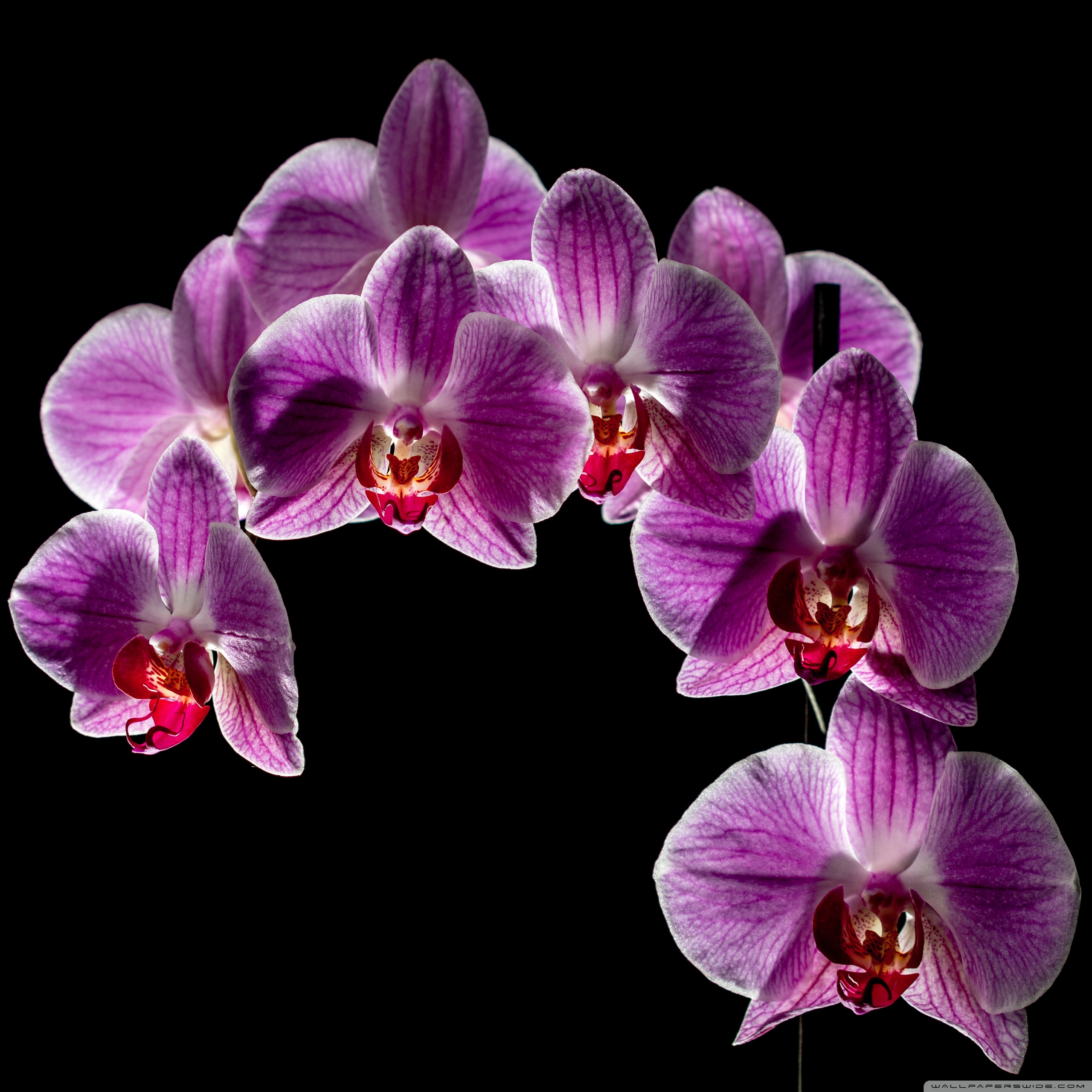 Black Orchid Wallpapers