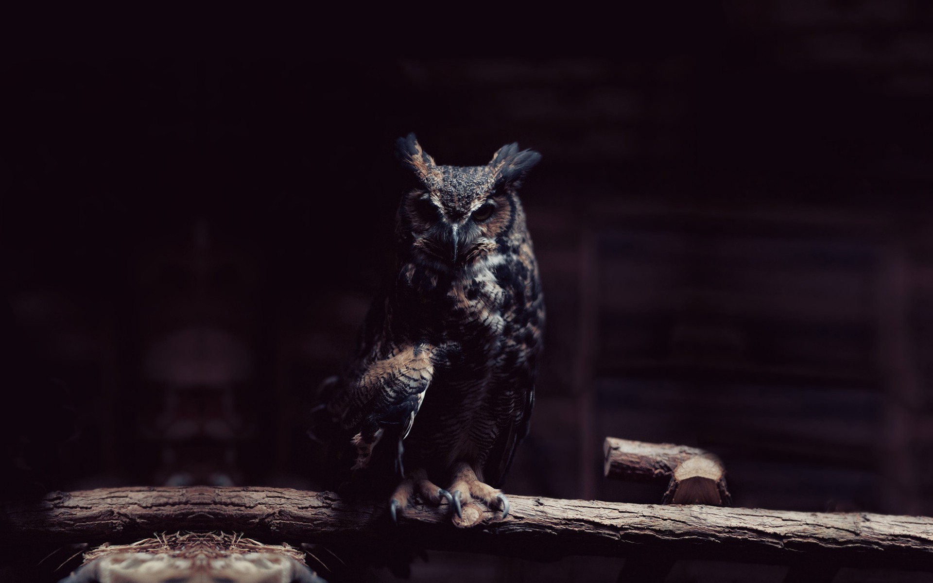 Black Owl Art Wallpapers