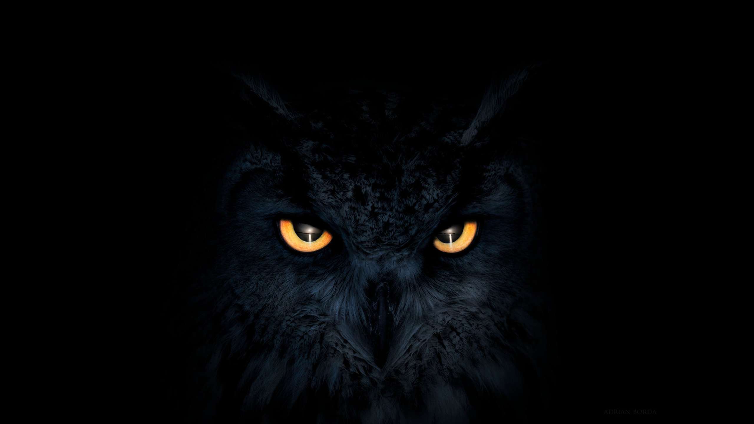 Black Owl Art Wallpapers