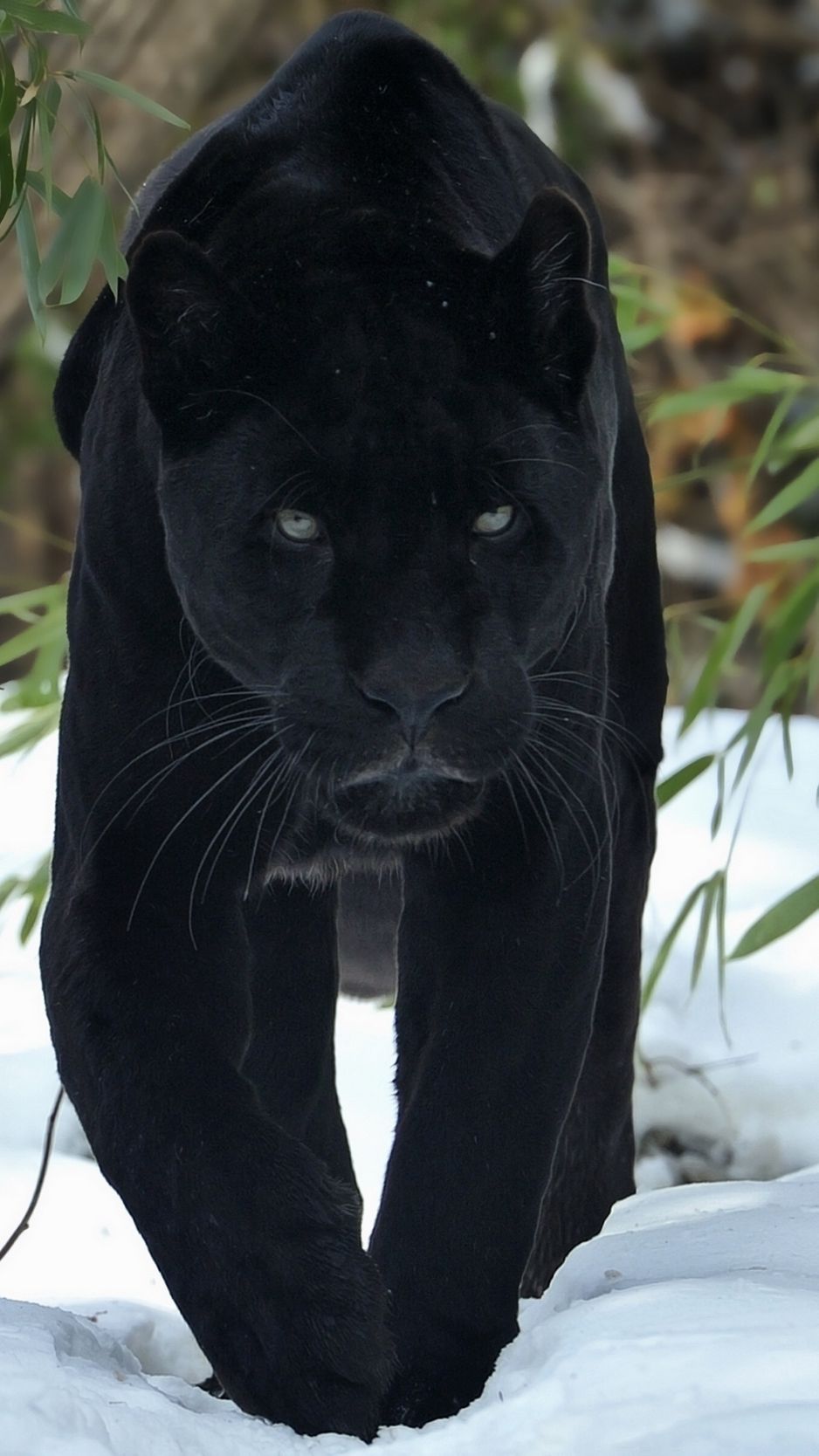 Black Panther In Snow Wallpapers