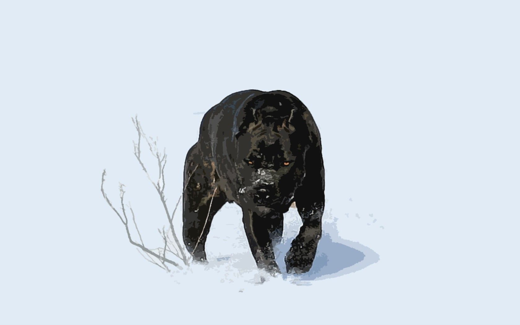 Black Panther In Snow Wallpapers