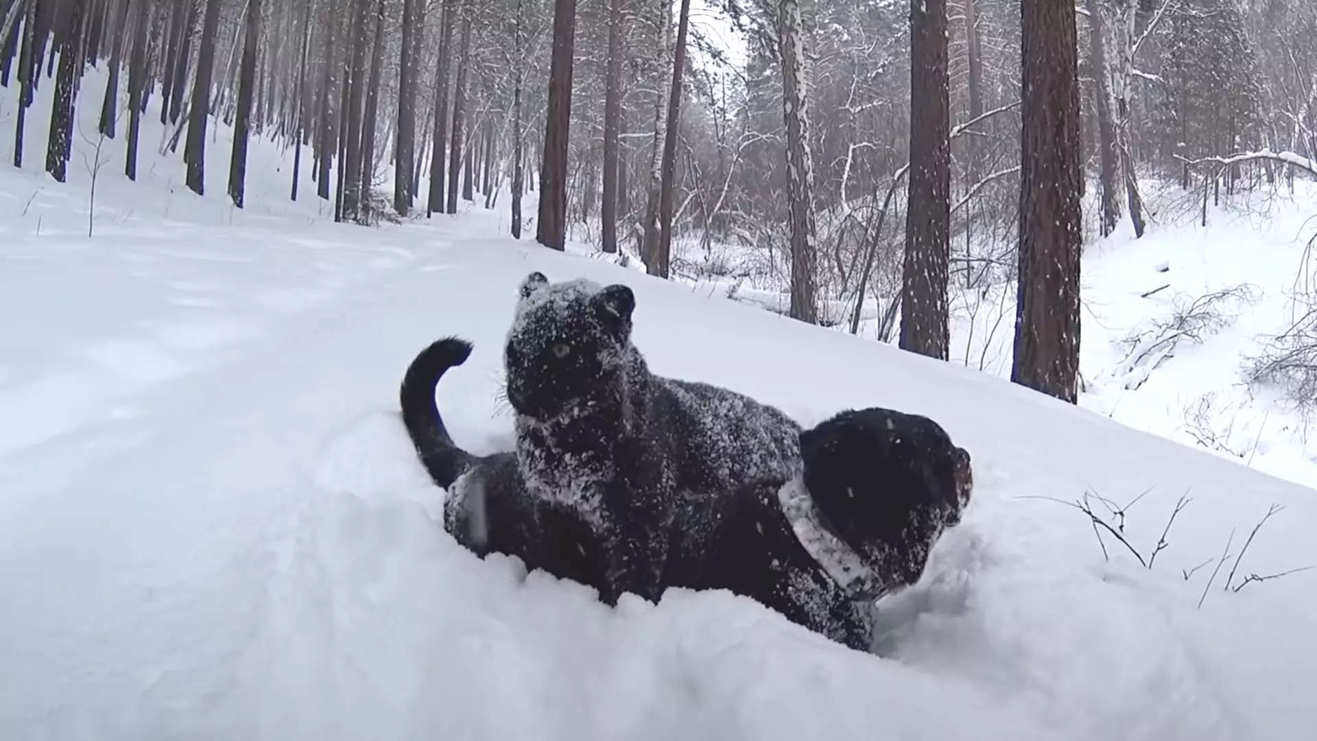 Black Panther In Snow Wallpapers