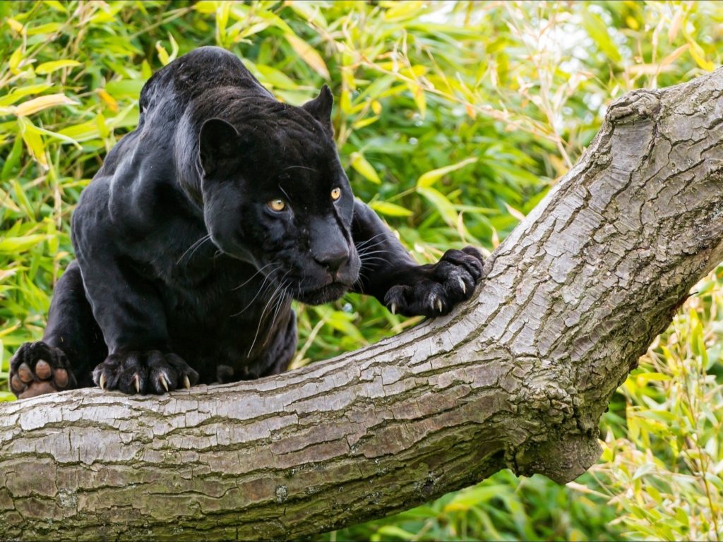 Black Panther In Snow Wallpapers