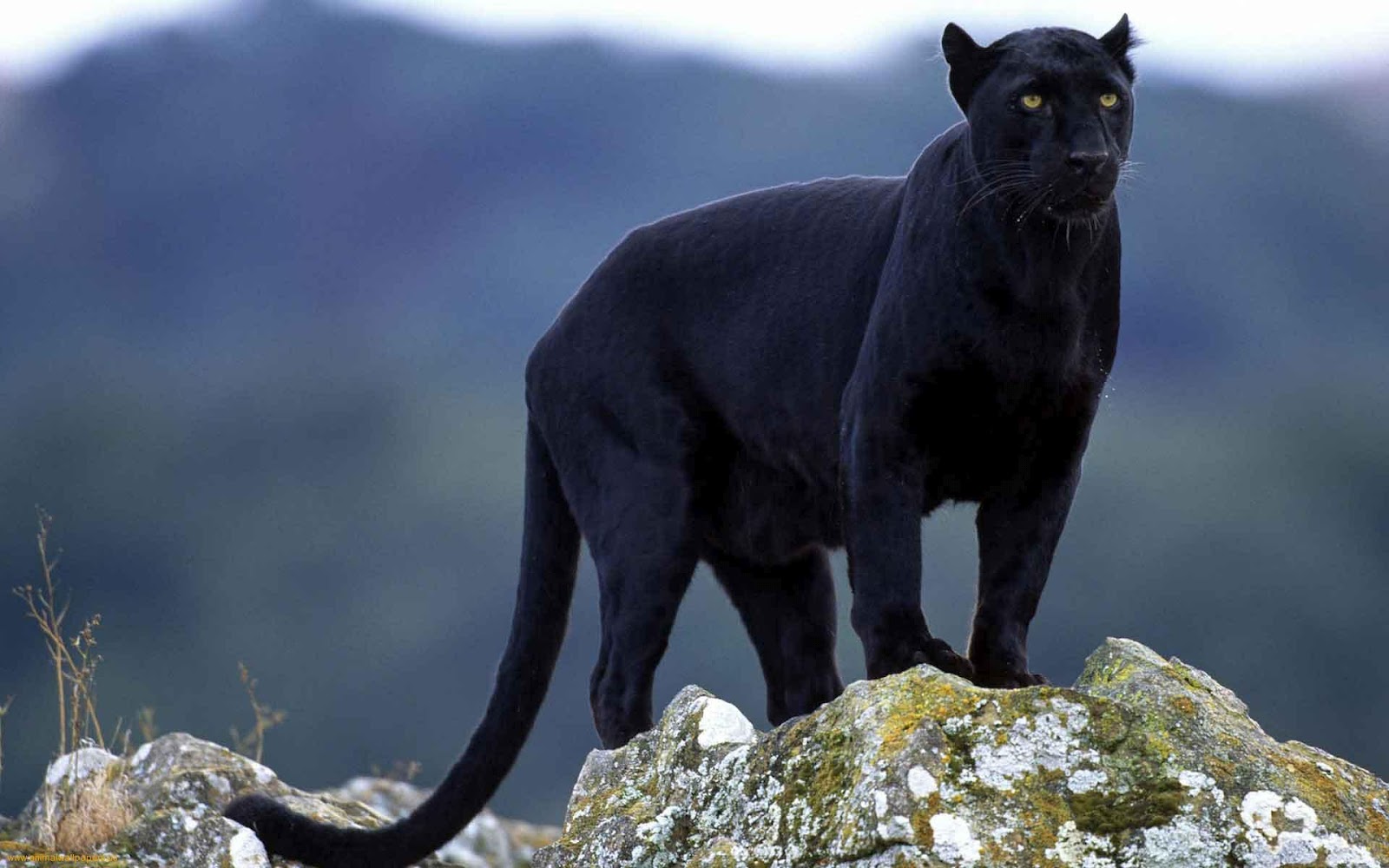 Black Puma Pictures Wallpapers