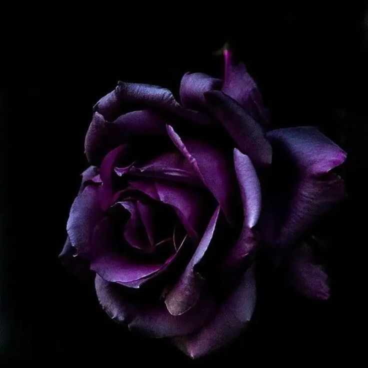 Black Purple Rose Wallpapers