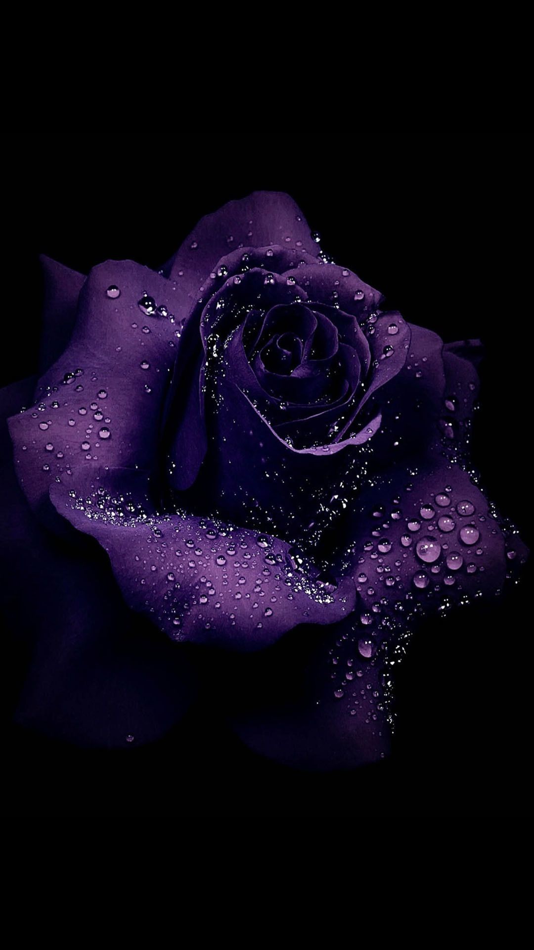 Black Purple Rose Wallpapers