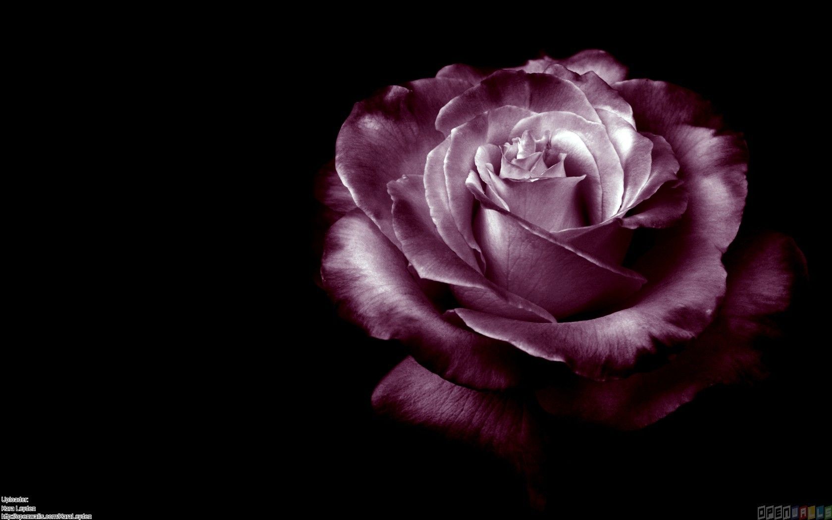 Black Purple Rose Wallpapers