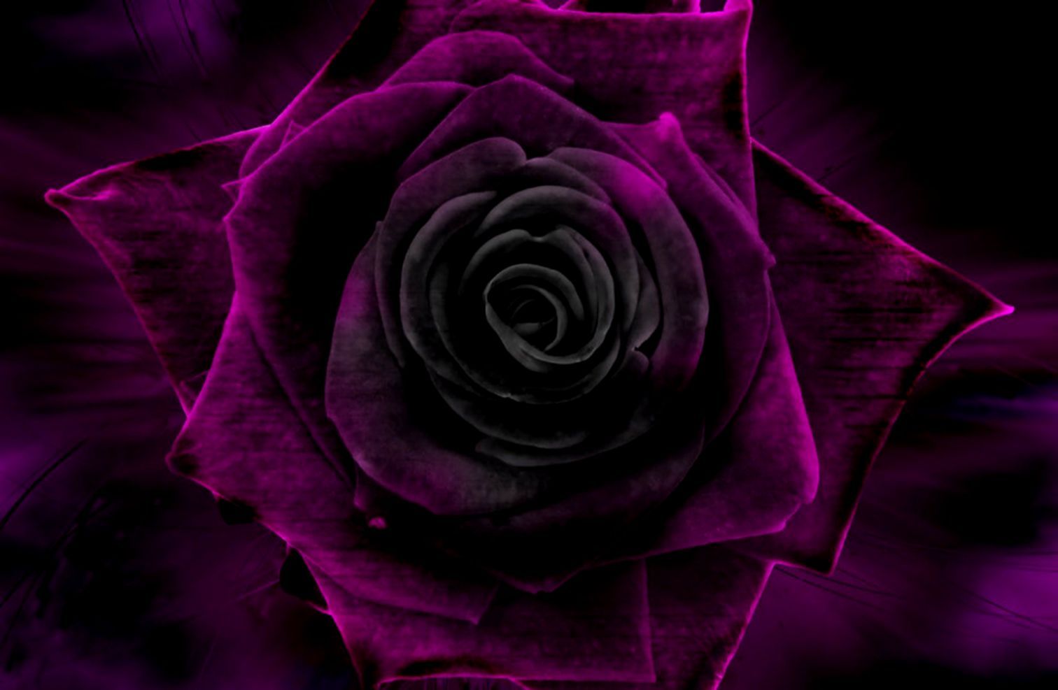 Black Purple Rose Wallpapers