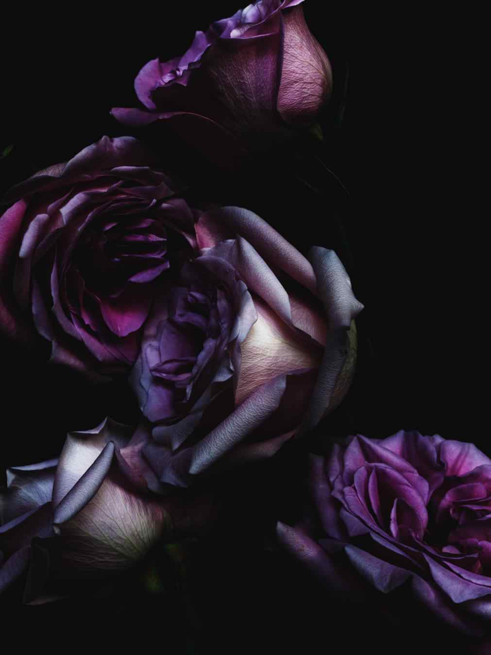 Black Purple Rose Wallpapers