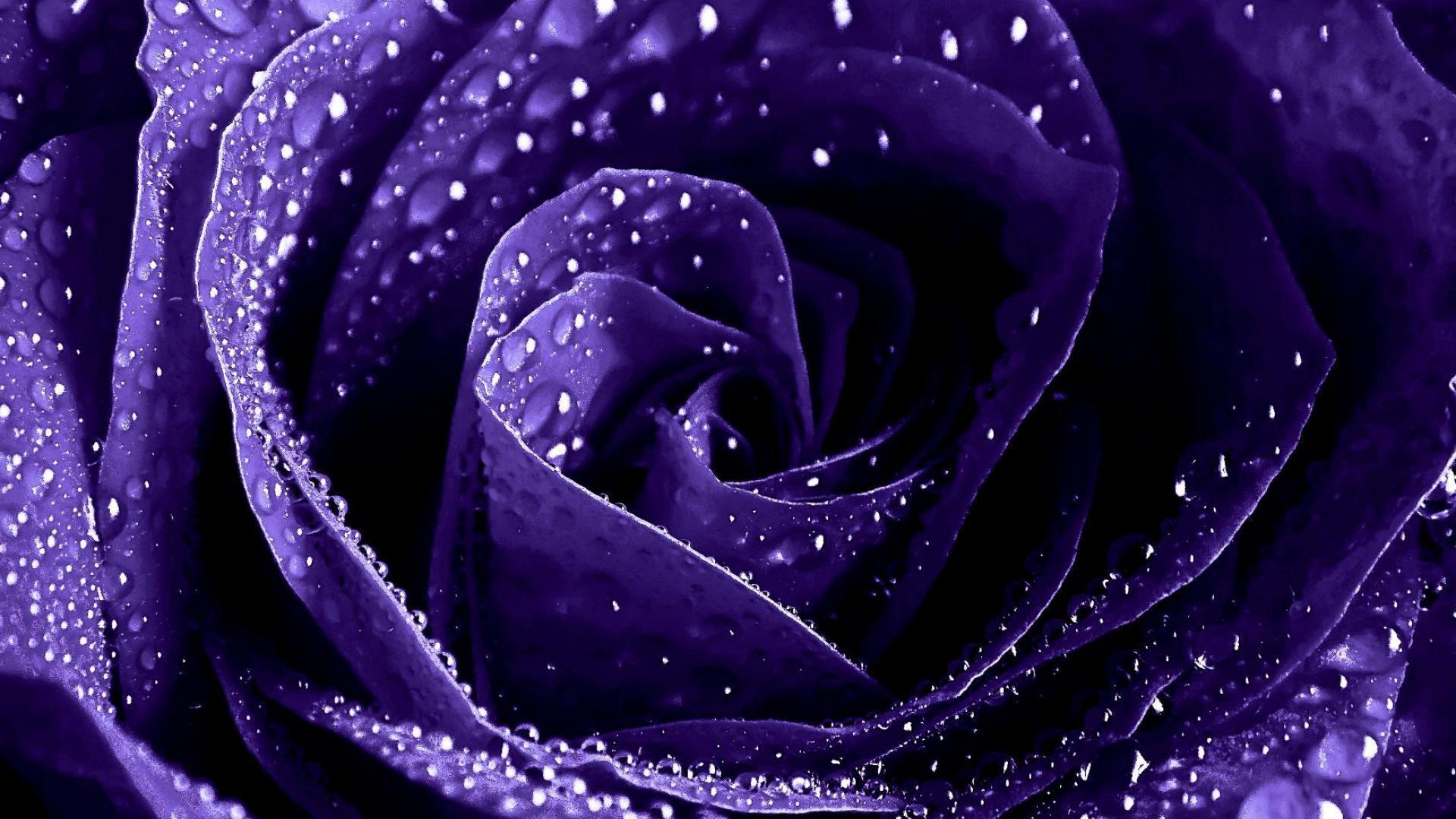 Black Purple Rose Wallpapers