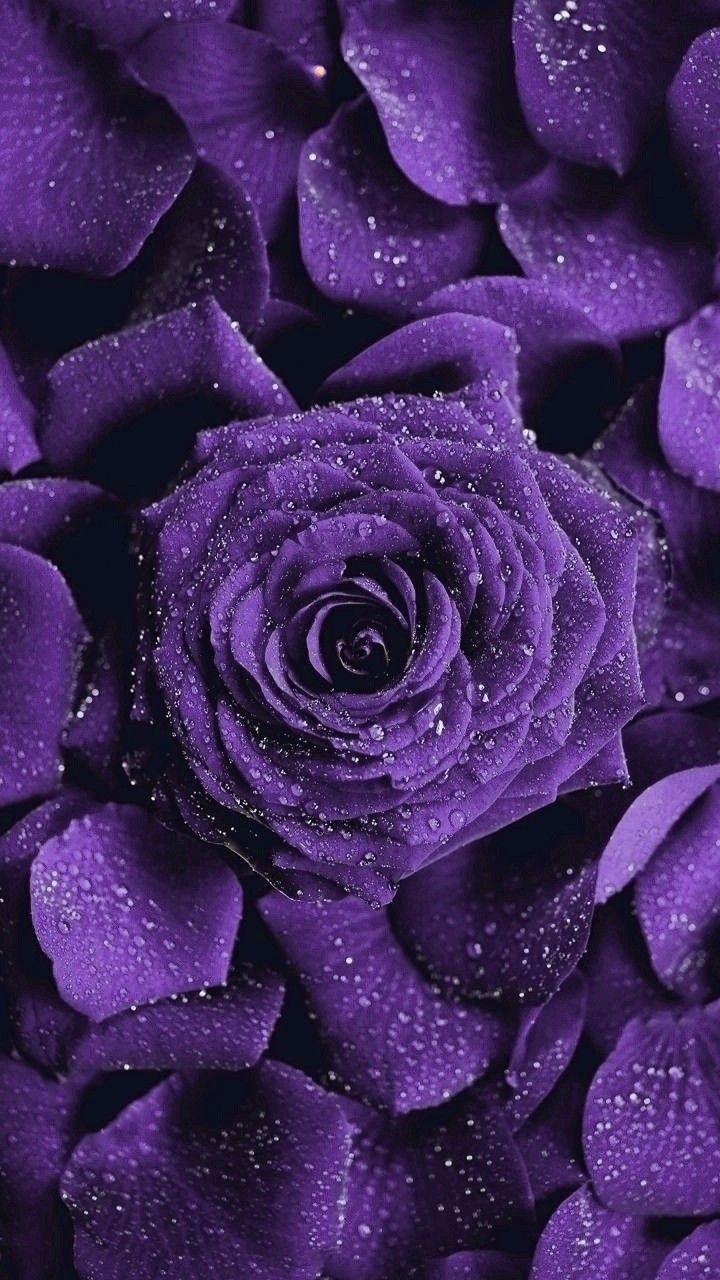 Black Purple Rose Wallpapers