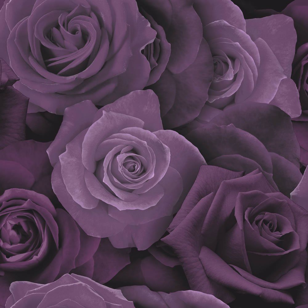 Black Purple Rose Wallpapers