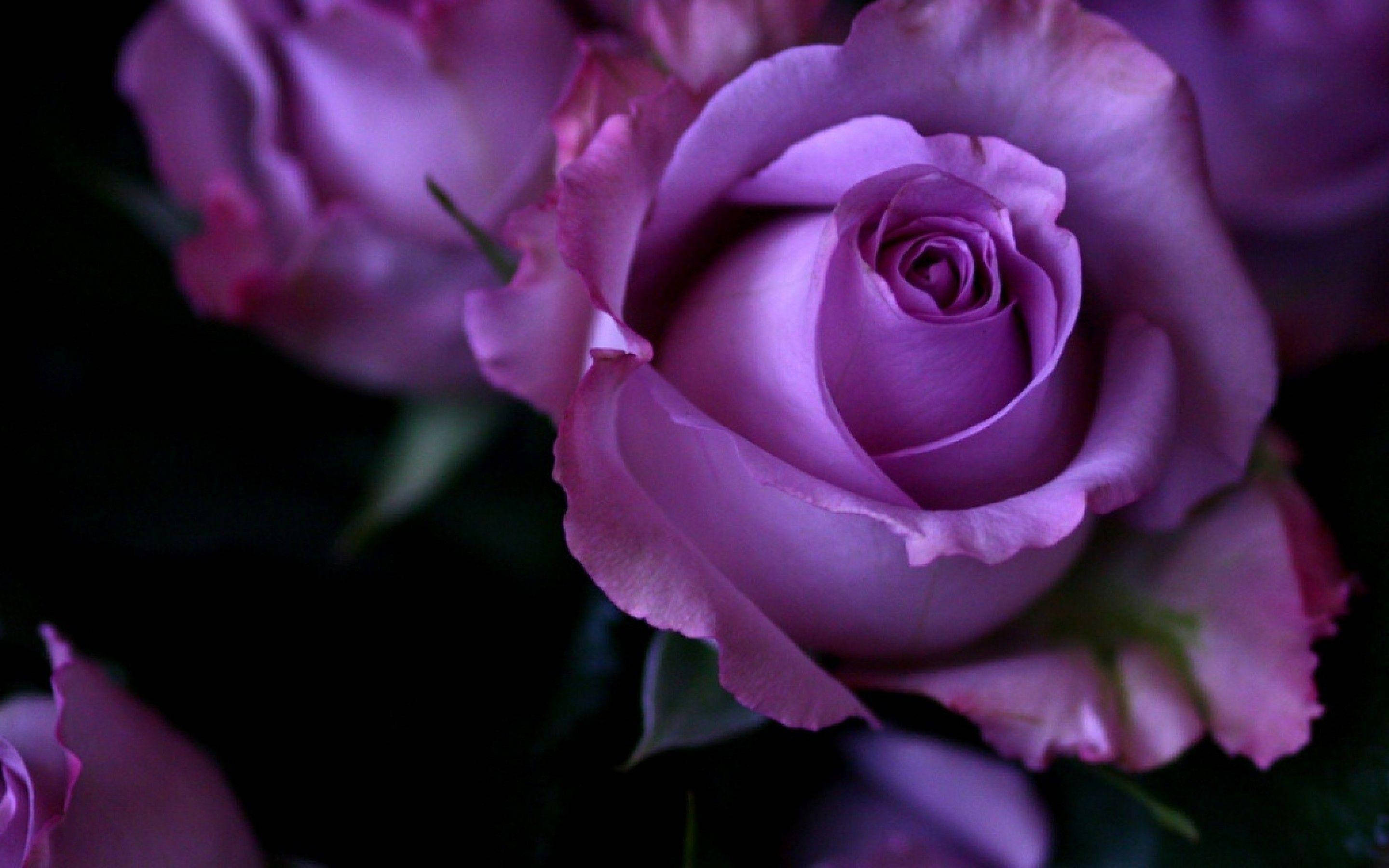 Black Purple Rose Wallpapers