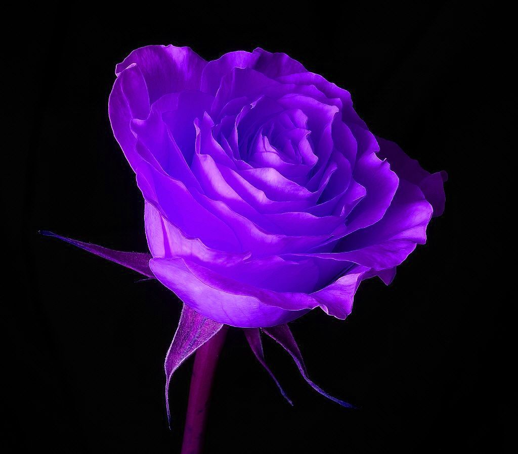 Black Purple Rose Wallpapers