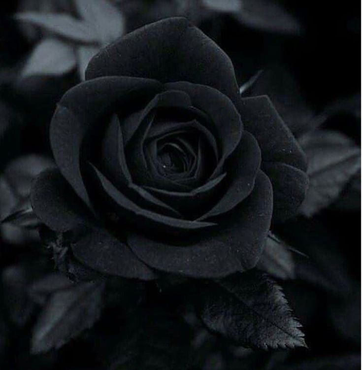 Black Roses Wallpapers