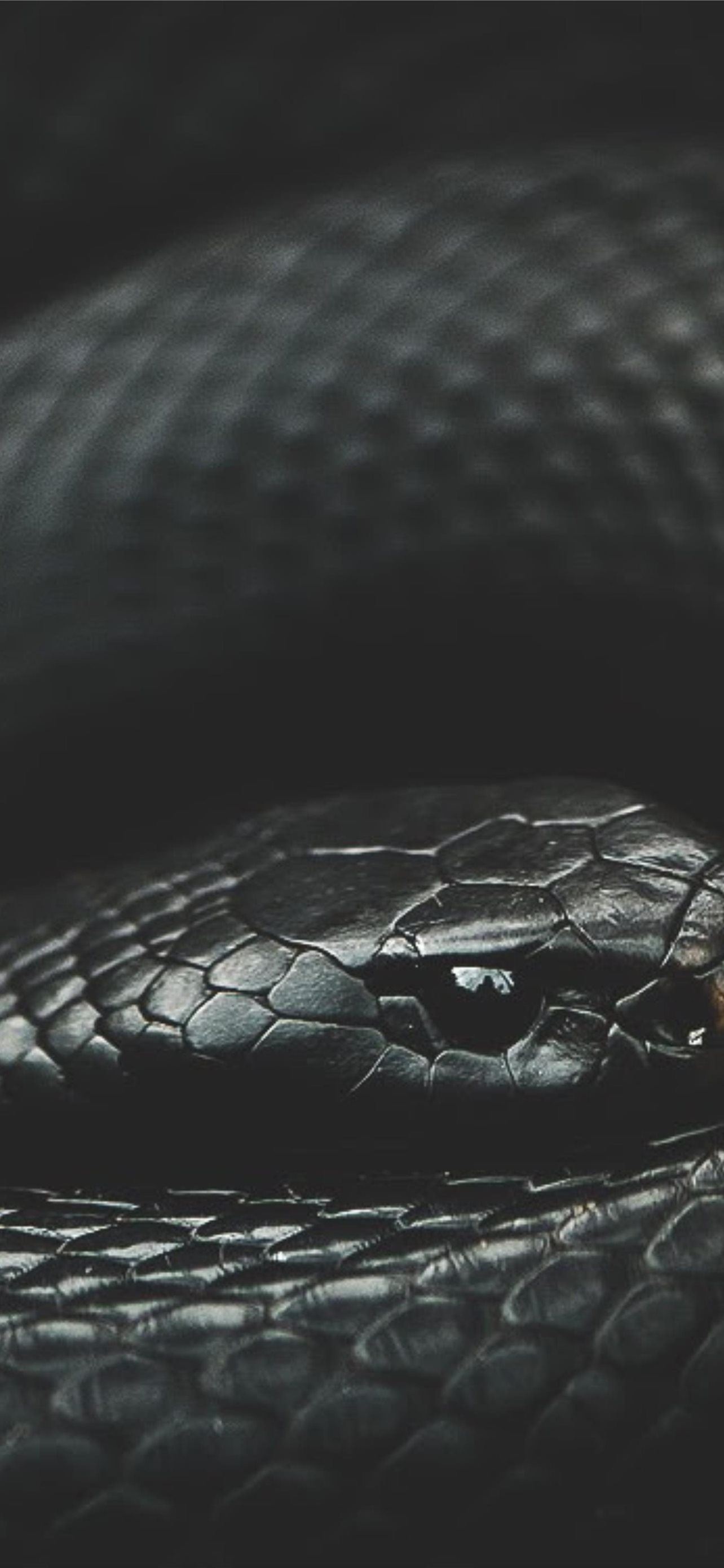 Black Snake Wallpapers