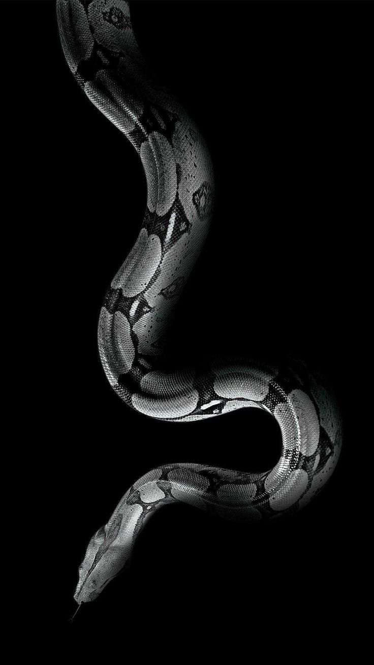 Black Snake Wallpapers