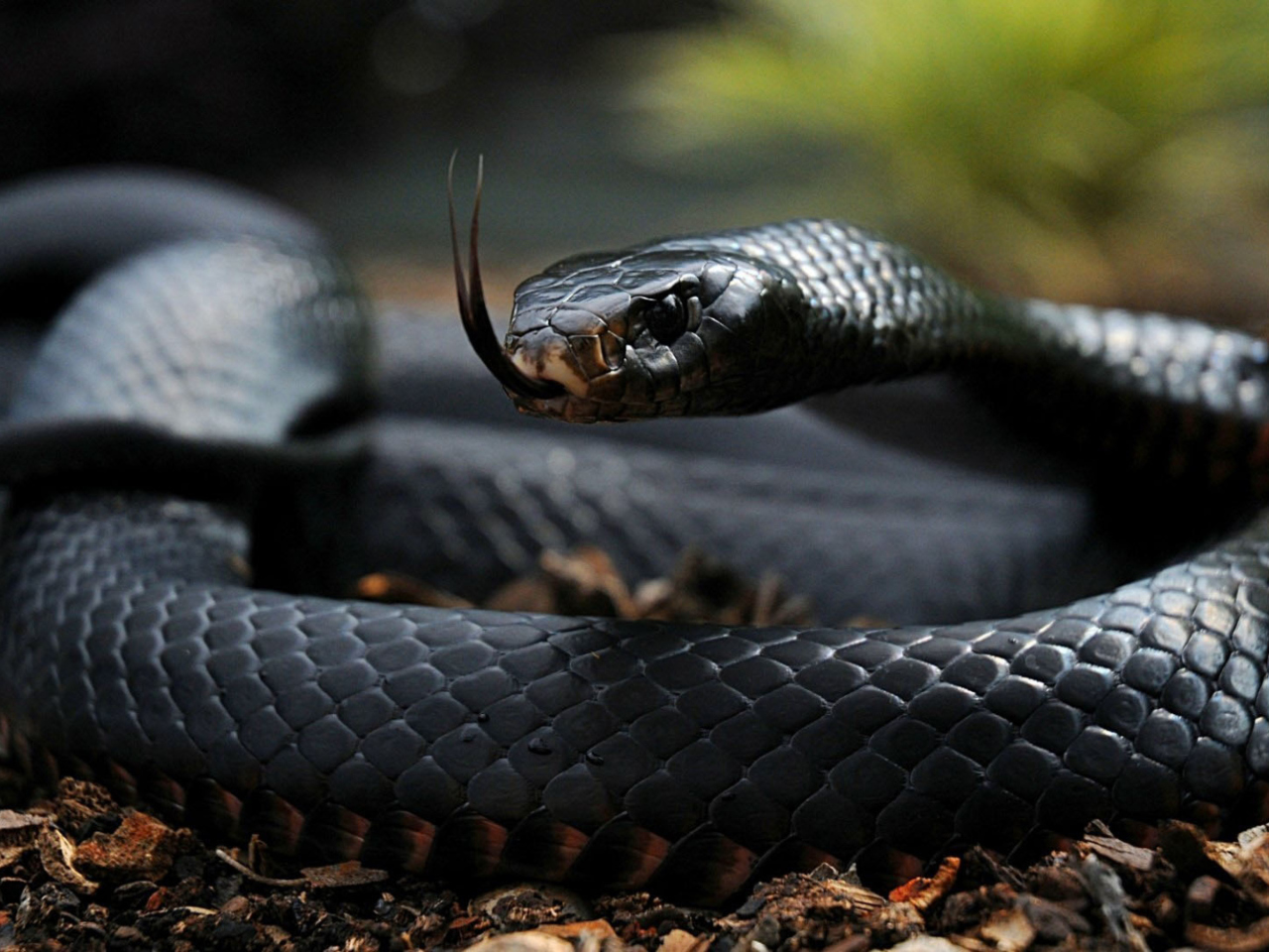 Black Snake Wallpapers