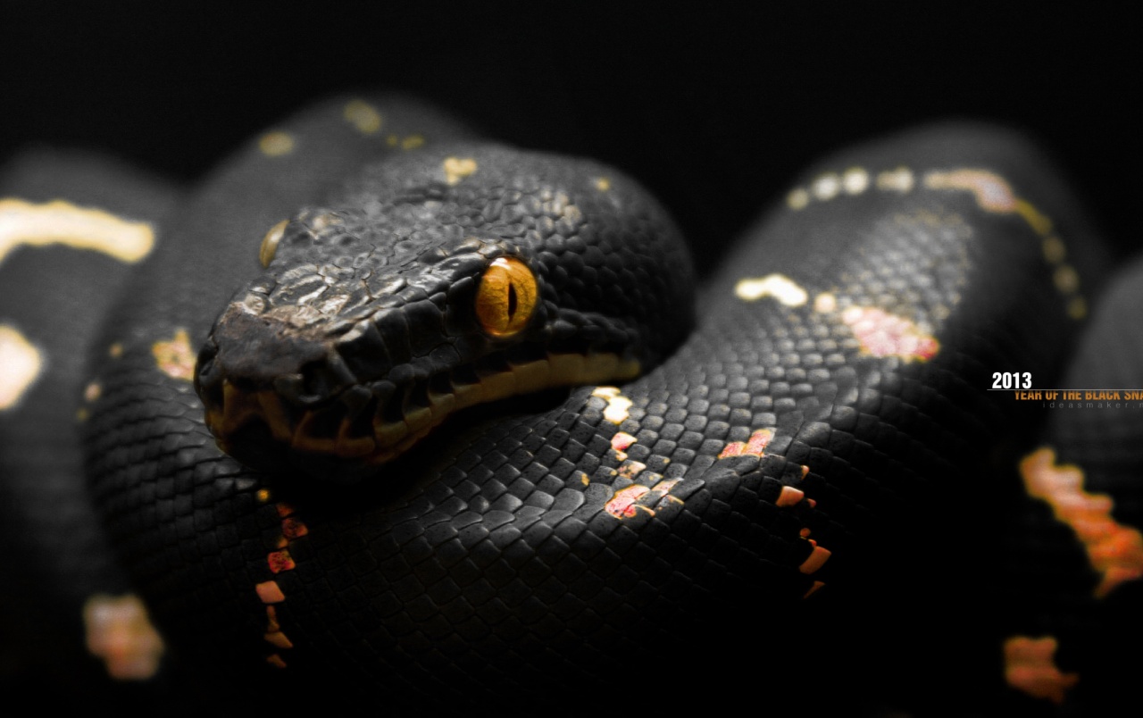 Black Snake Wallpapers