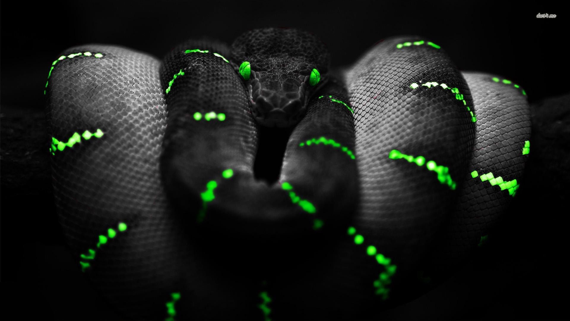 Black Snake Wallpapers