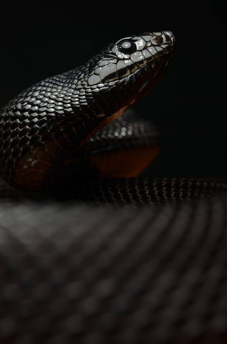 Black Snake Wallpapers