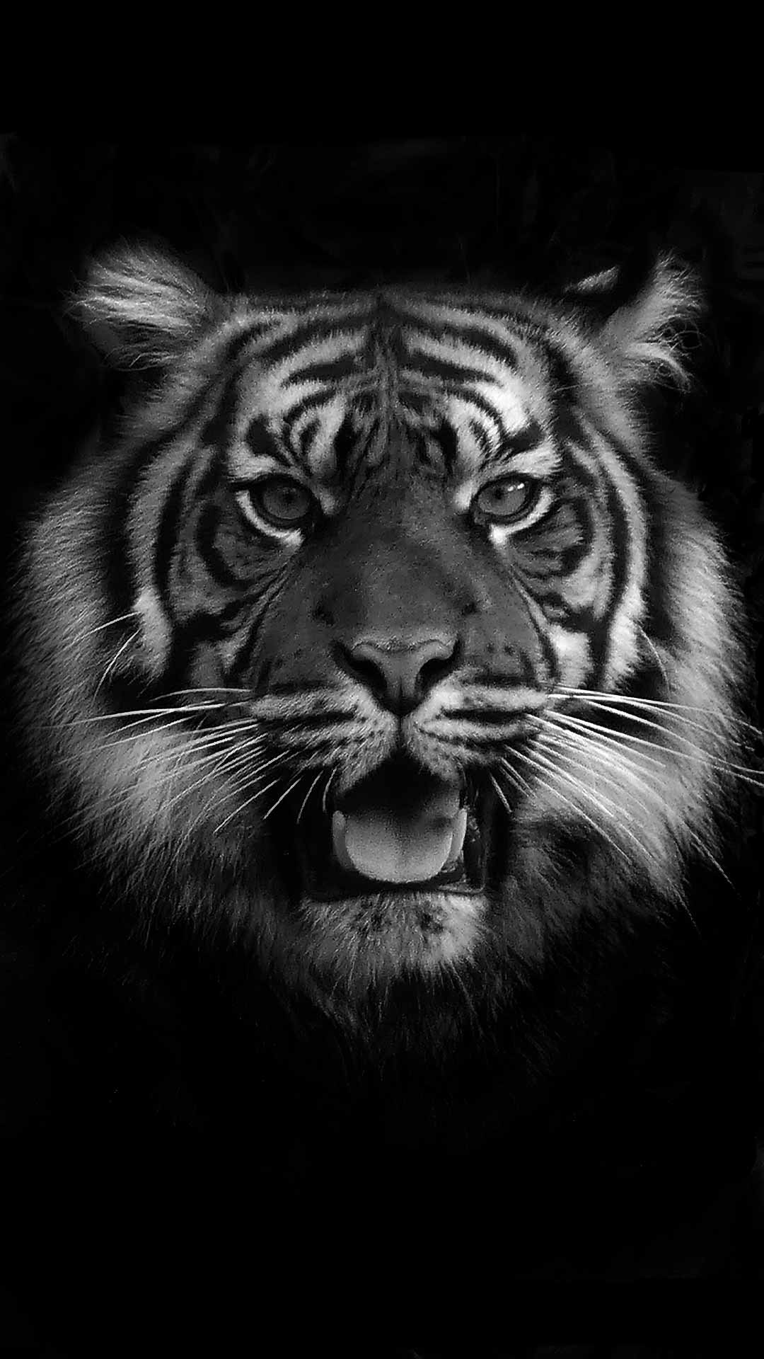 Black Tiger Wallpapers