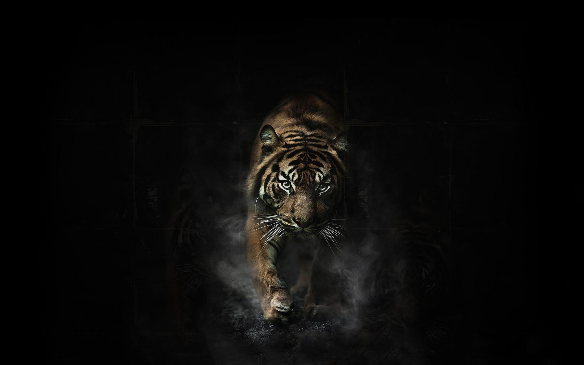 Black Tiger Hd Wallpapers