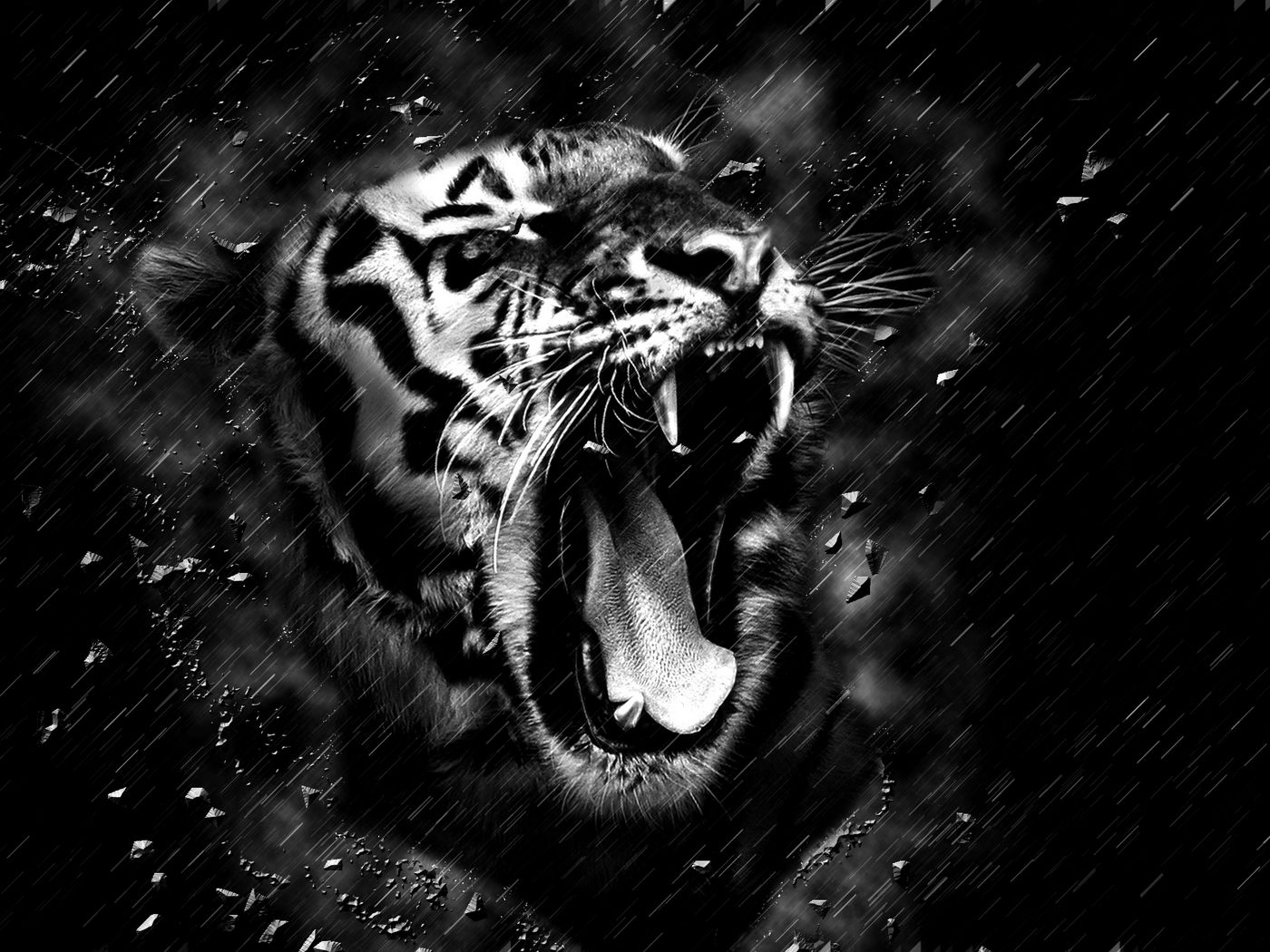 Black Tiger Hd Wallpapers